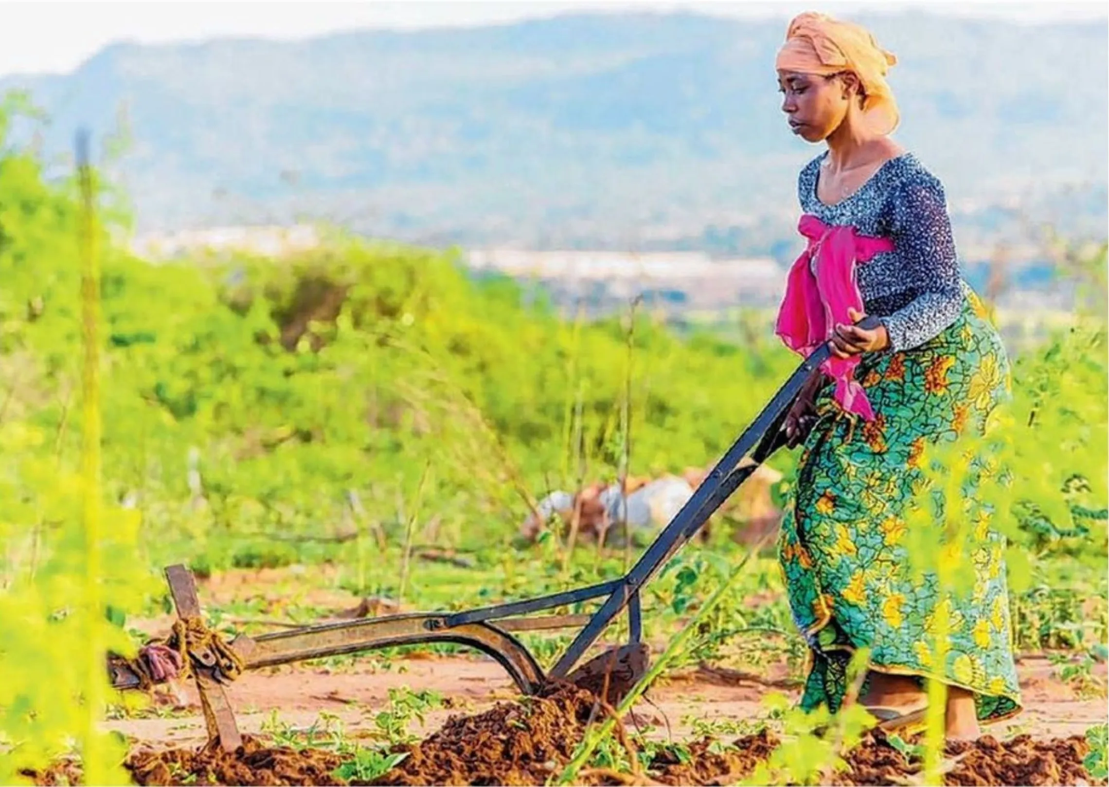 Amina Matata from Jenjeluse village in Dodoma Capital in Tanzania practicing minimum tillage as one of the Climate Smart Agriculture practises promoted by CRAFT.
