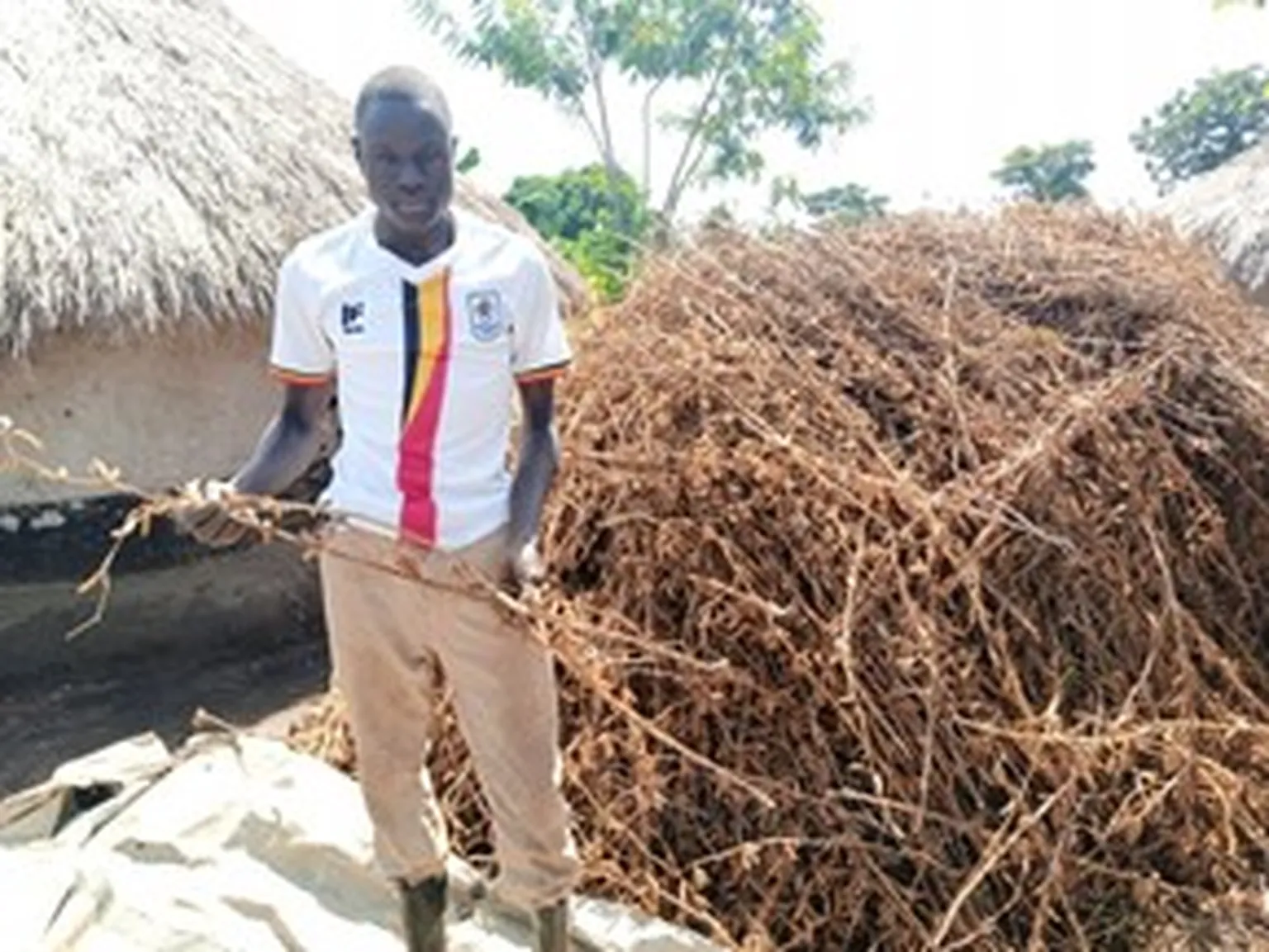 Daniel standing beside his bountiful soybean harvest