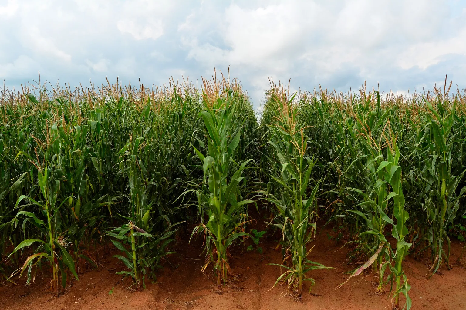 Field of maize