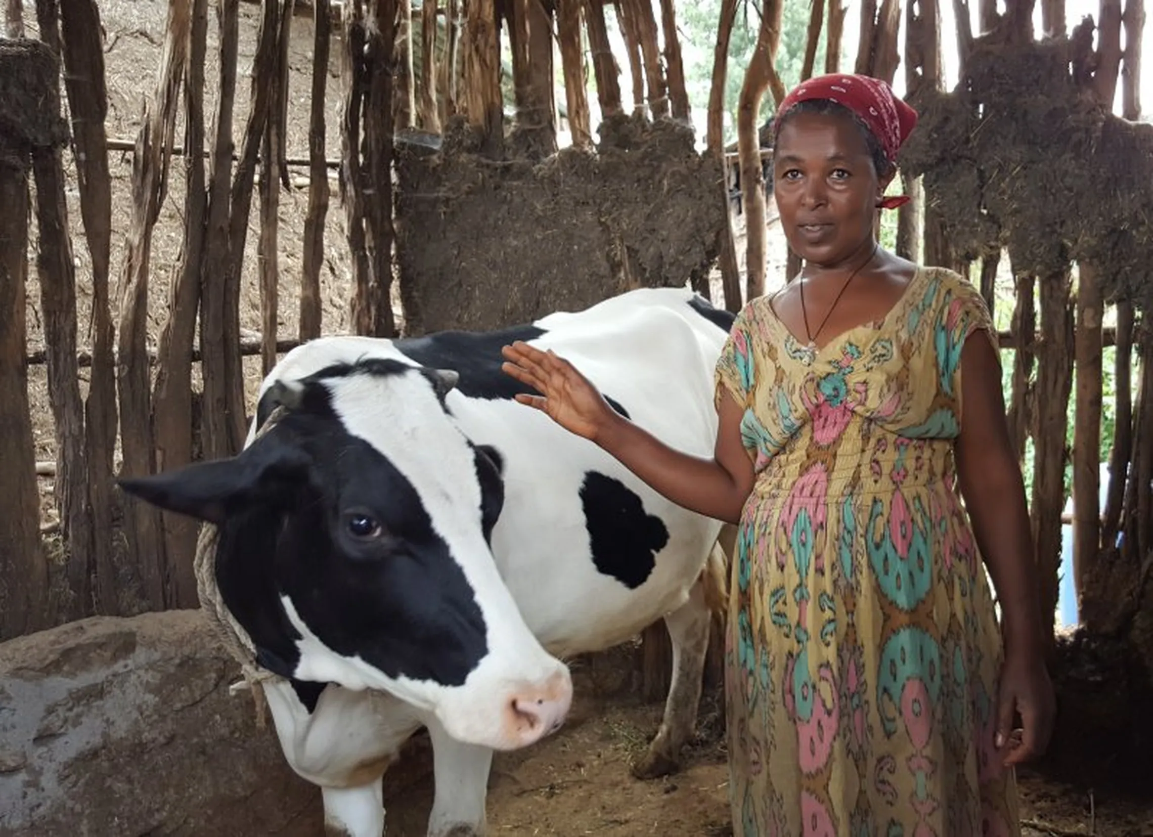 Enhancing the dairy value chain of Ethiopia 