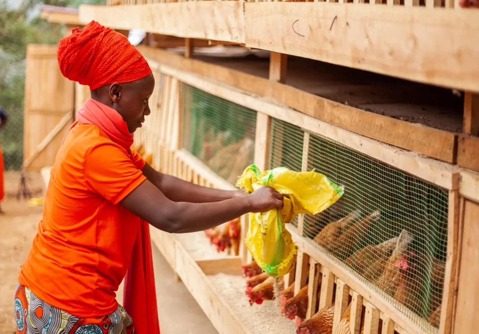 A person in an orange outfit feeds chickens from a yellow bag at a wooden poultry farm.