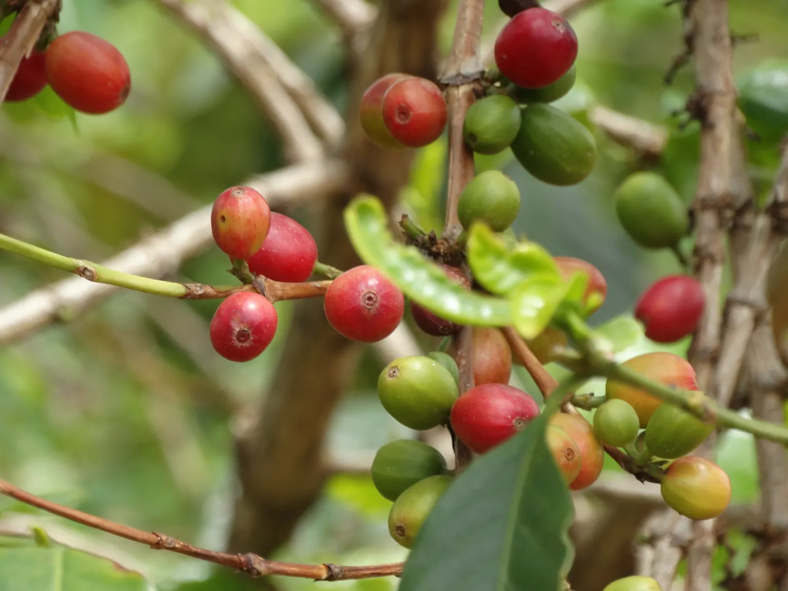 Coffee plantation 