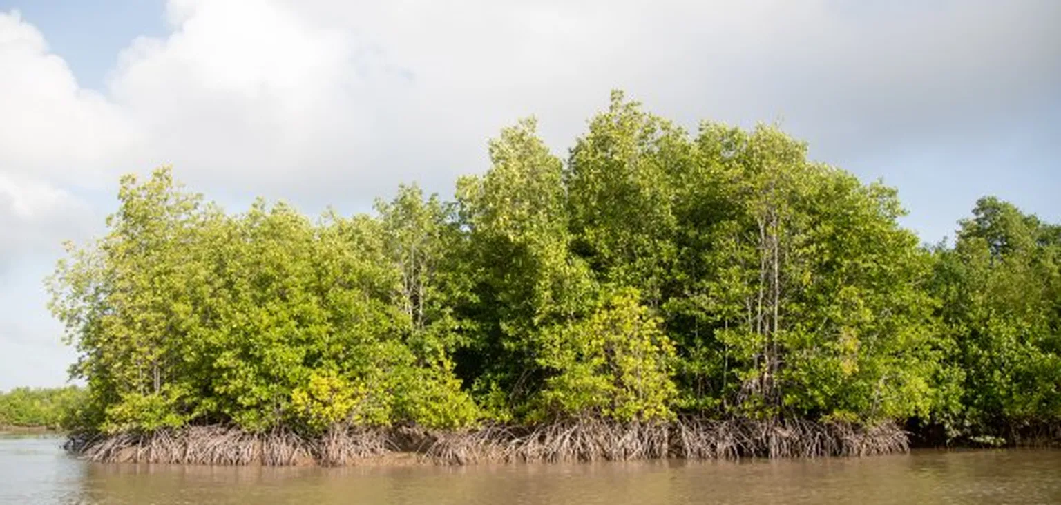 Trees next to the lake