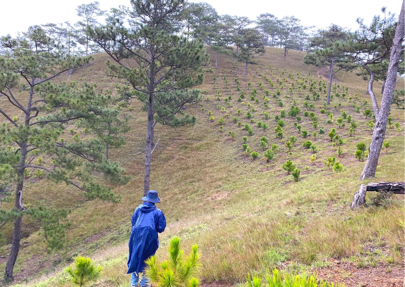View of forest