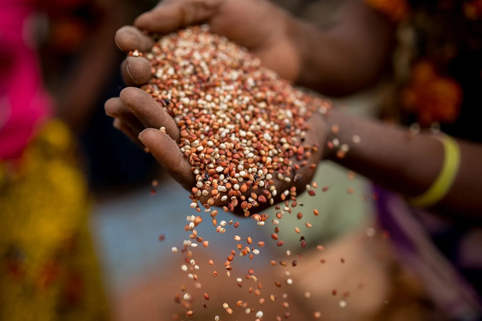 Hands holding seeds 