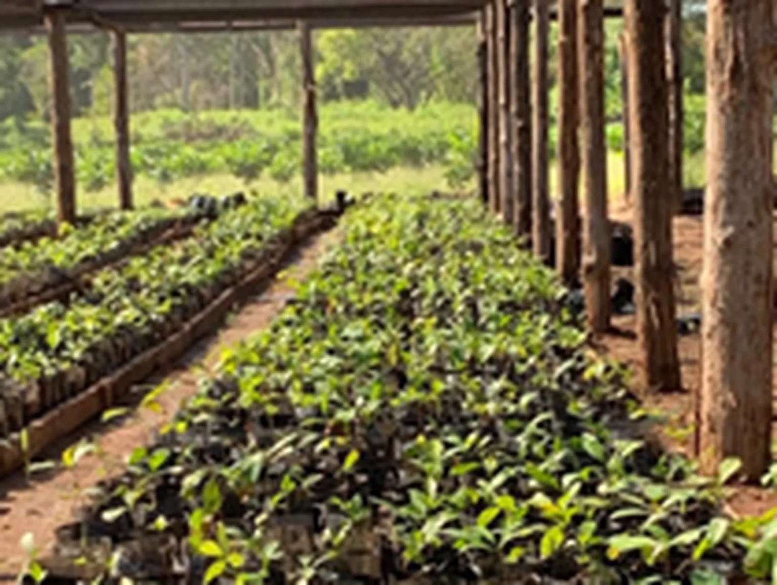 Young teak trees 