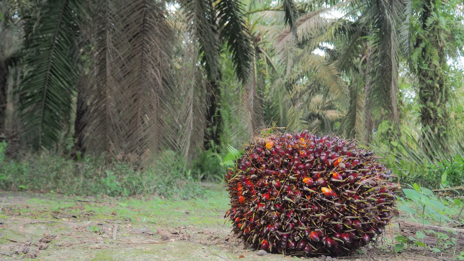 First International Sustainability and Carbon Certification for smallholders issued