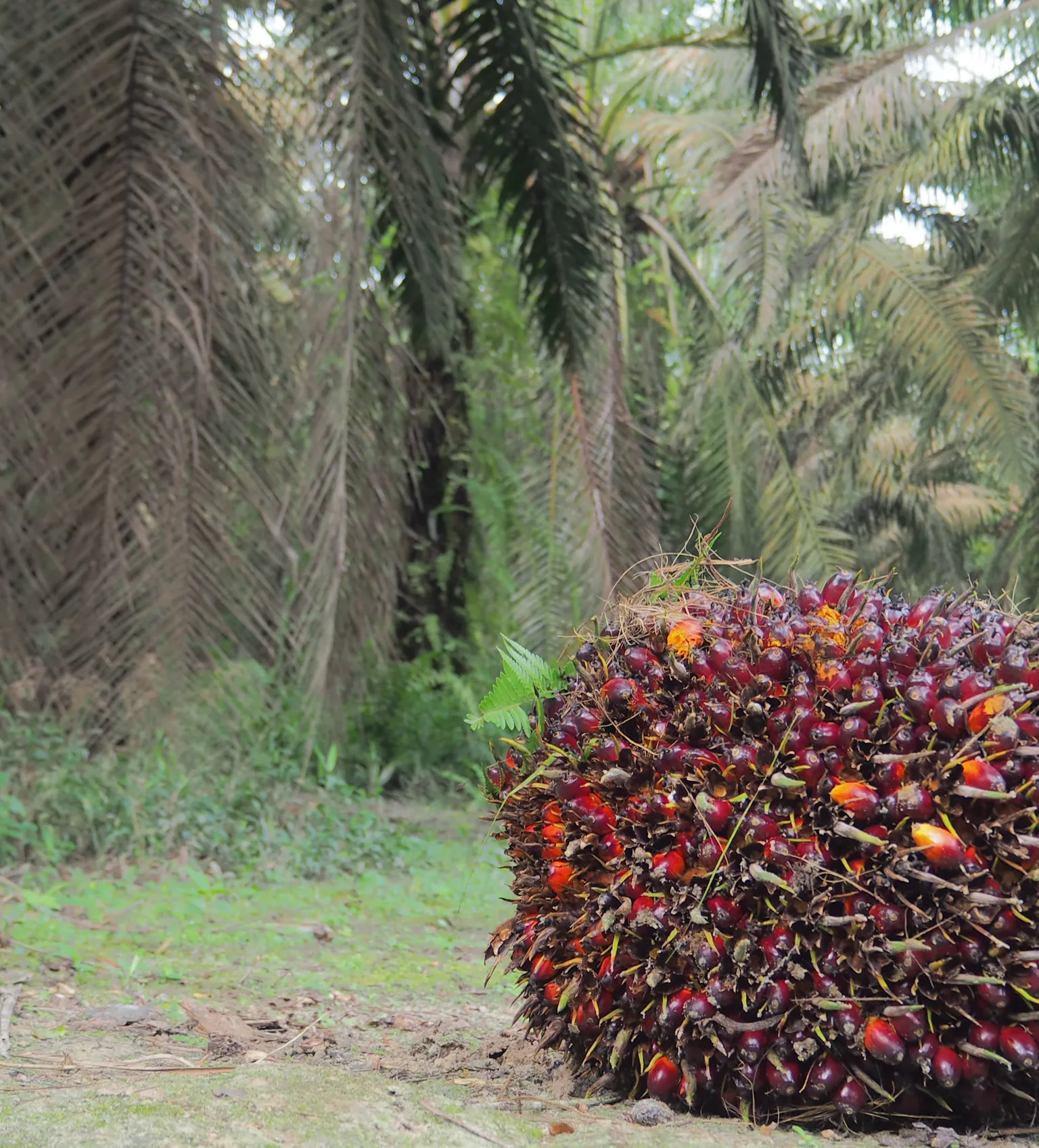 First International Sustainability and Carbon Certification for smallholders issued