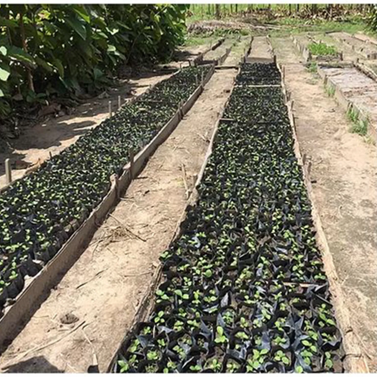 Tree seedlings 