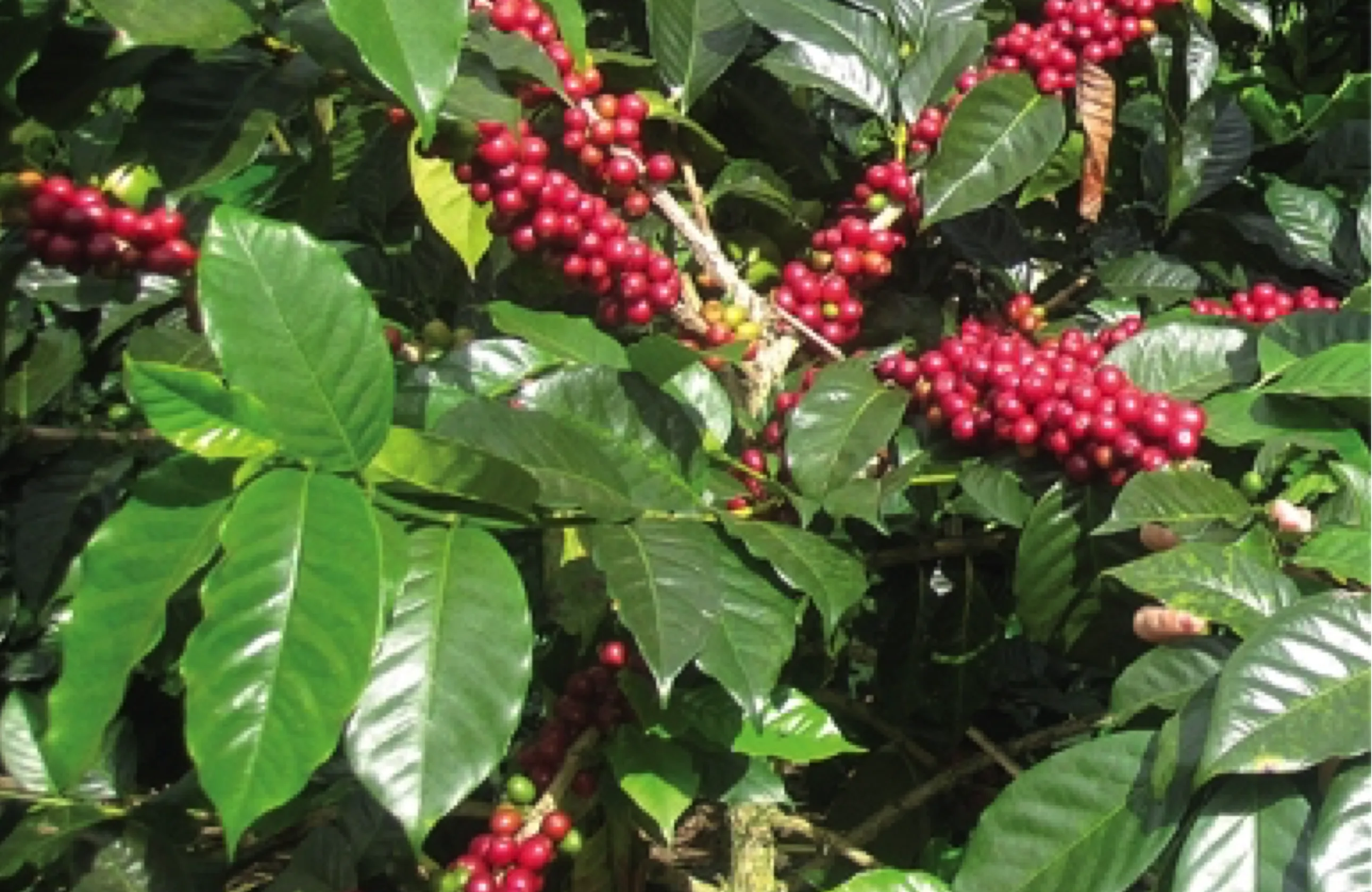 Tree with red berry 