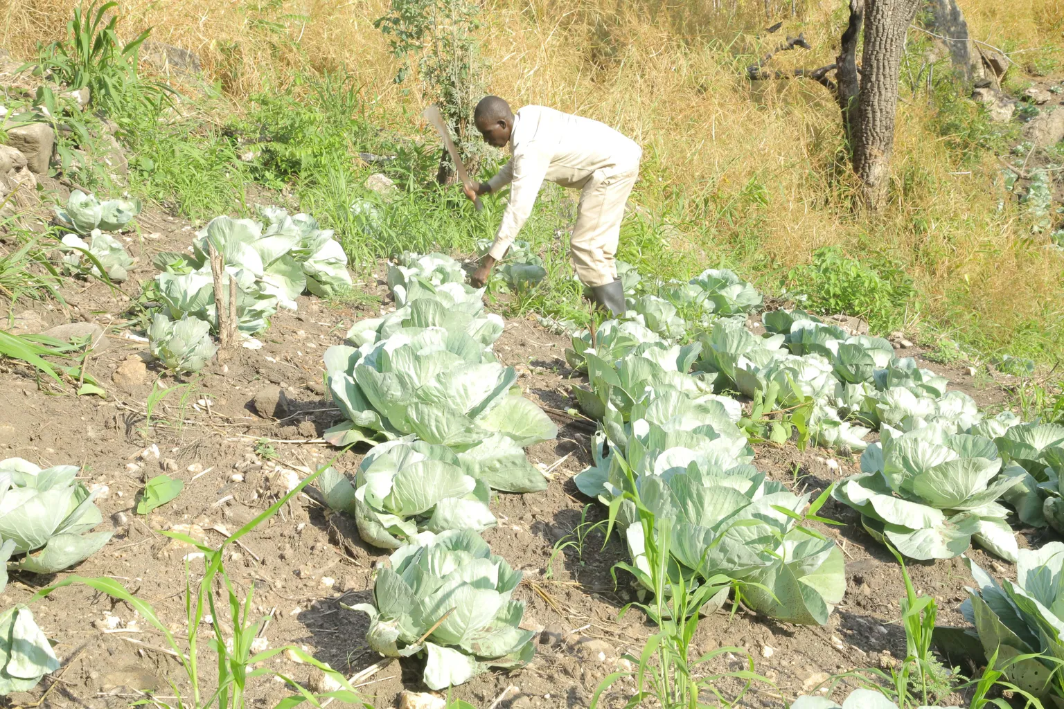 SNV surpasses project targets to create employment for young people in Uganda