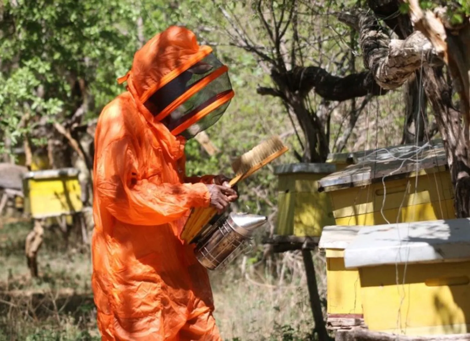Joshua Munywoki in one of his apiaries
