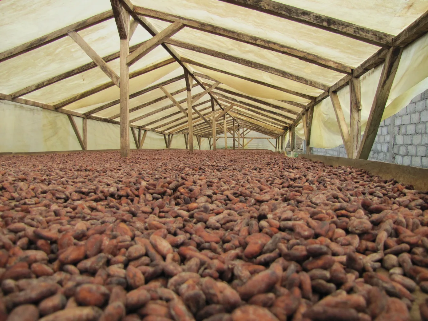 BAFIACOOP:  A Growing Cocoa Cooperative in South-West Cameroon