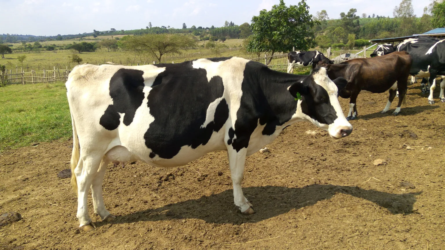 Dairy: Uganda’s un-milked sector
