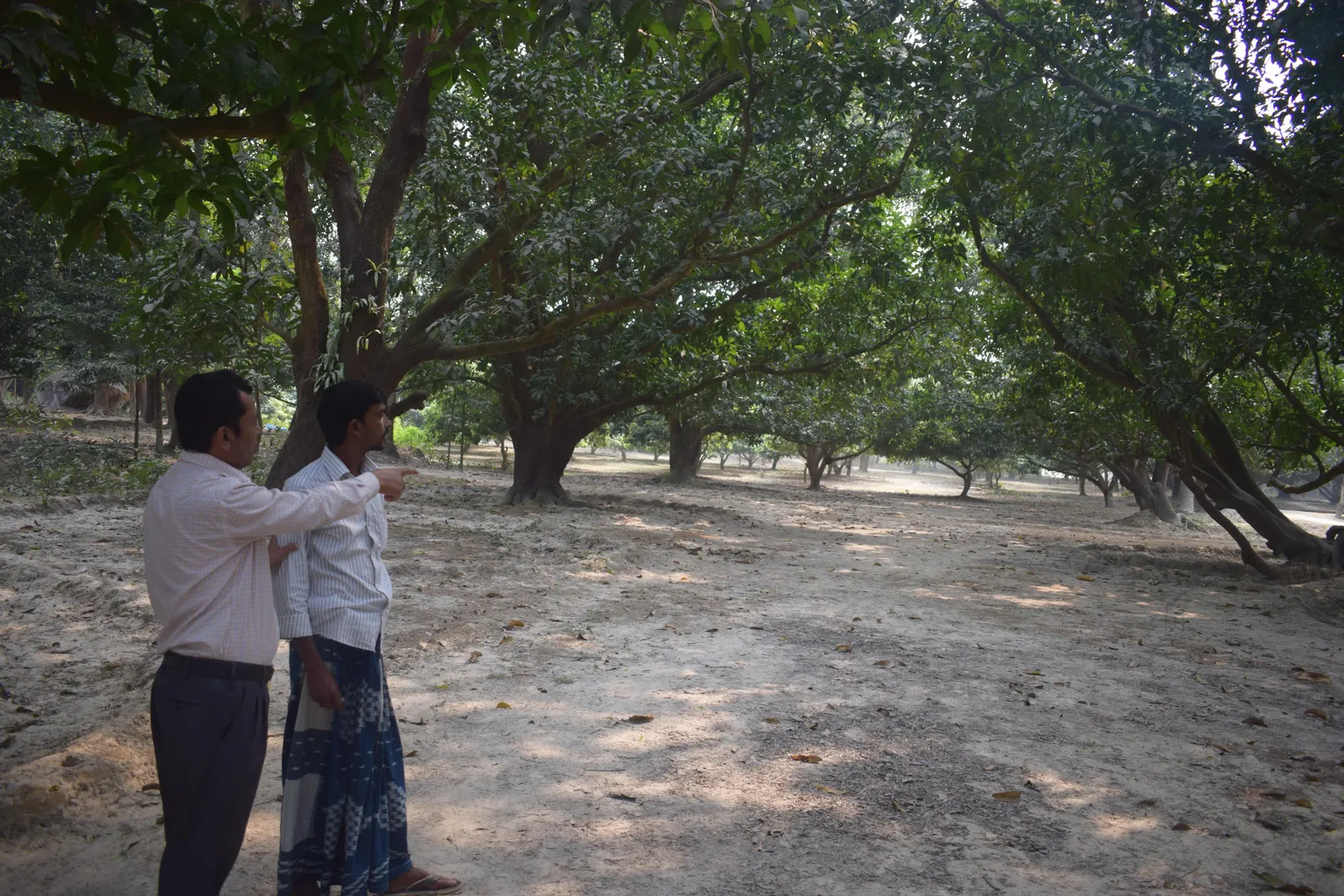 Good agricultural practices: How are they helpful for safe production of mango and tomato?