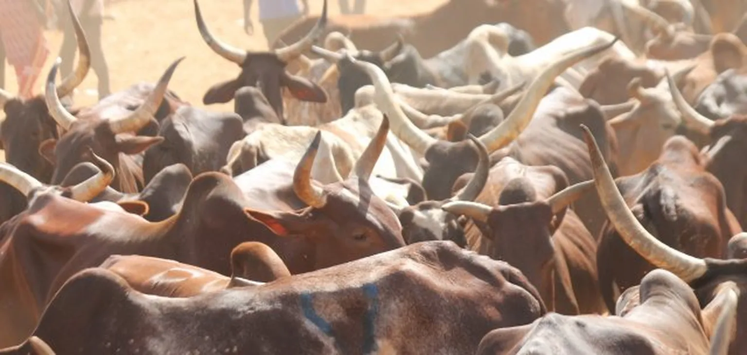 Cows in field
