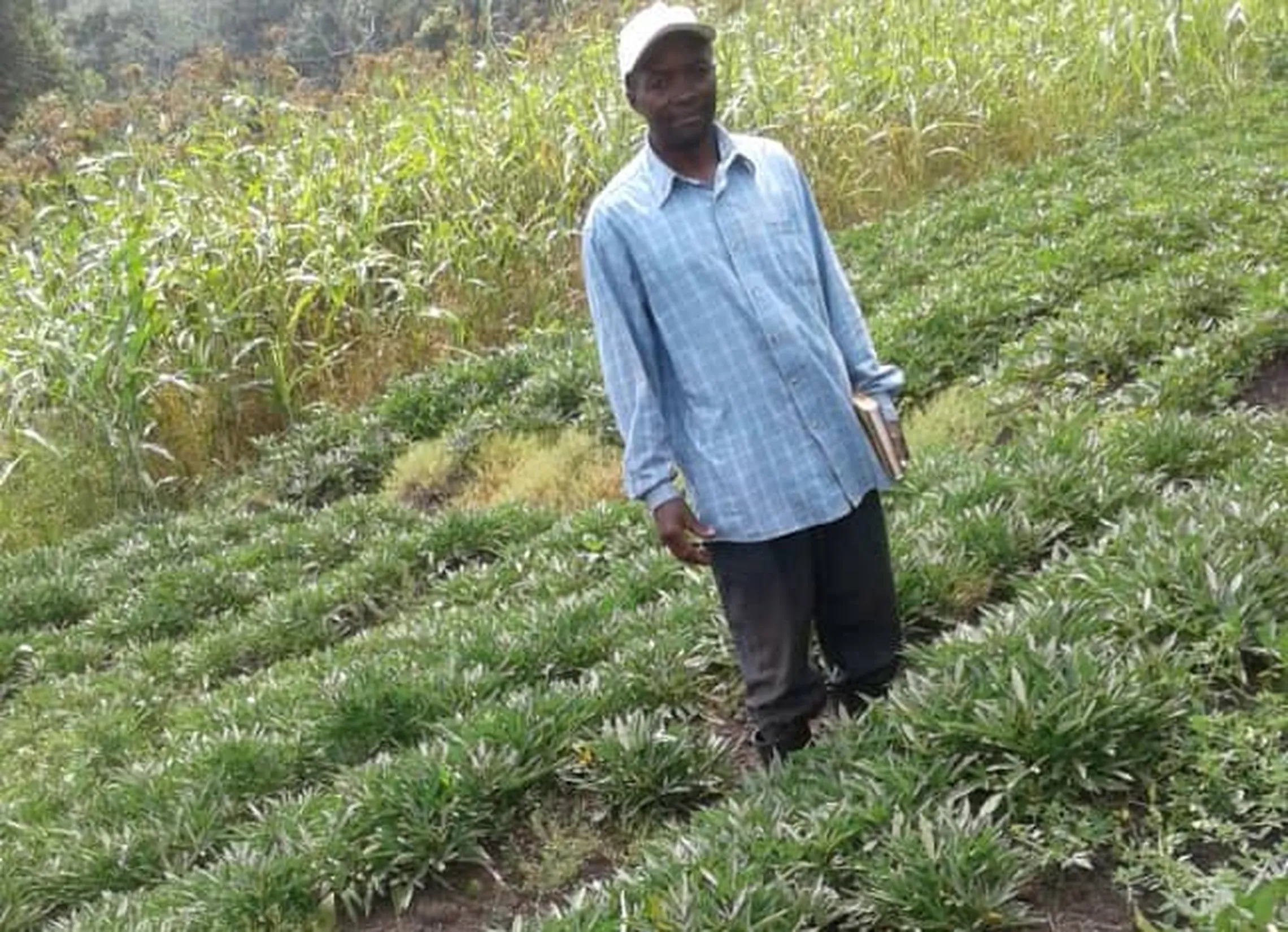 Wilson in his garden of orange fleshed sweet potatoes