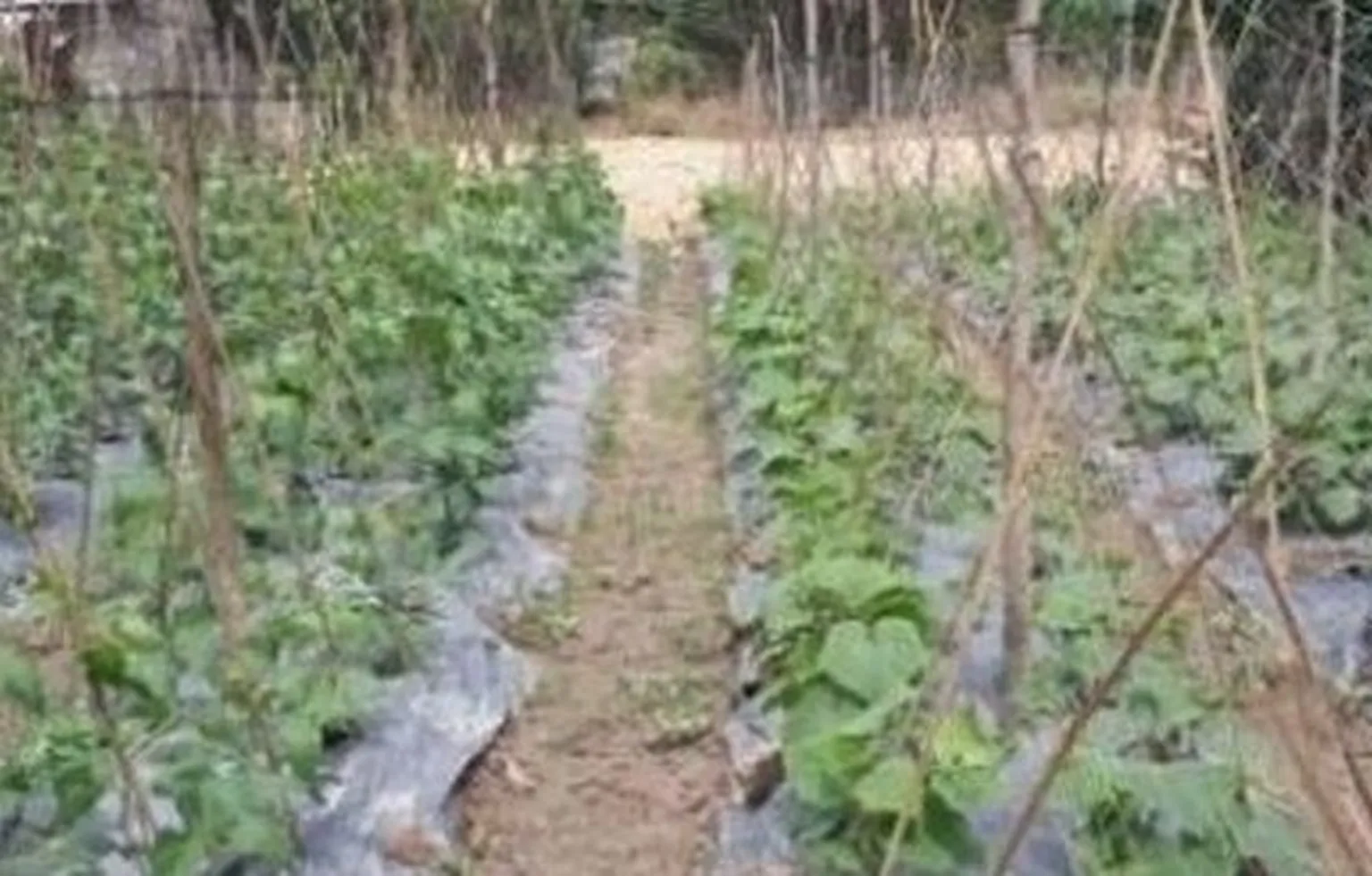 Farmers' field day to change farming practices