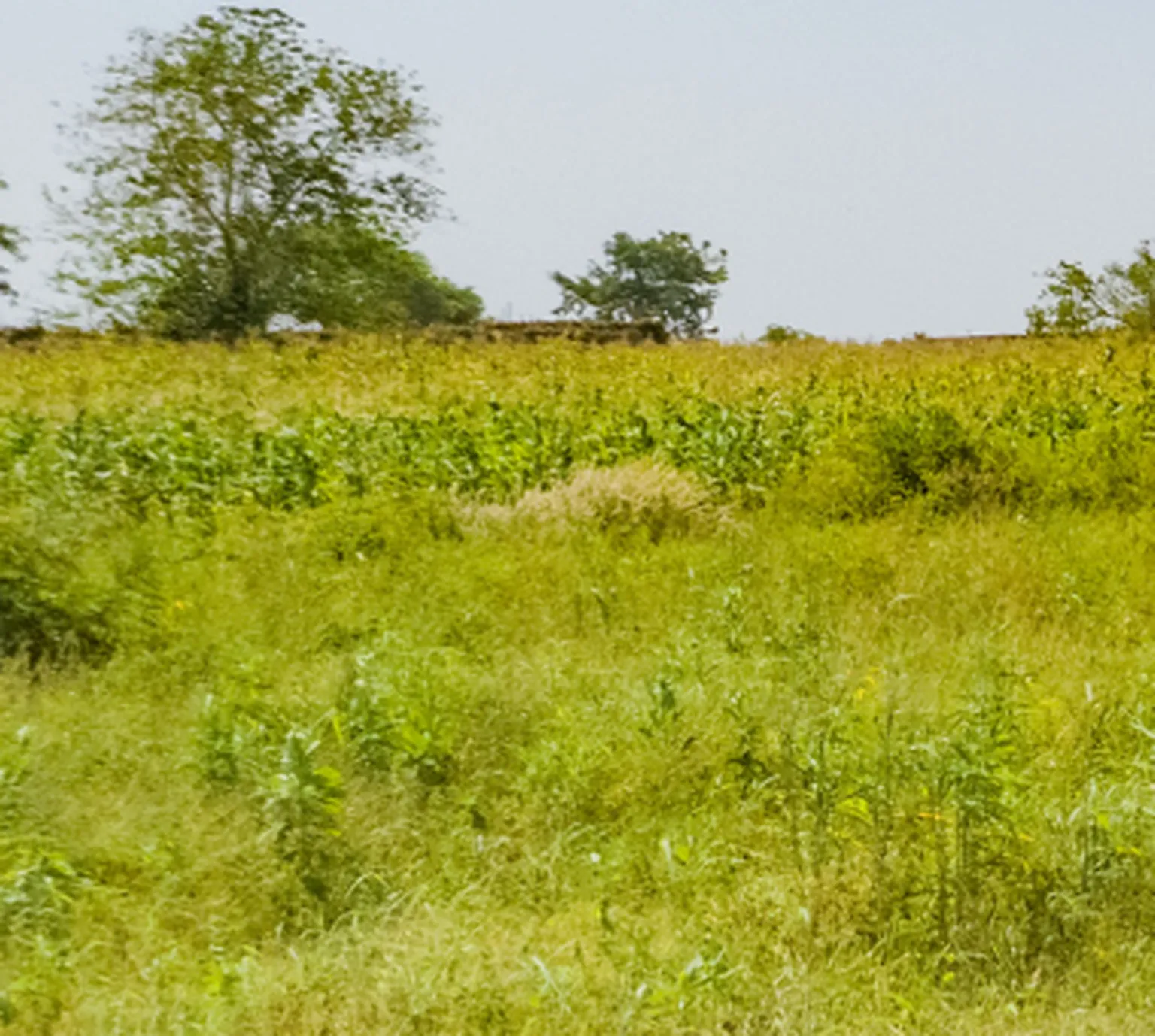 Landscape photo