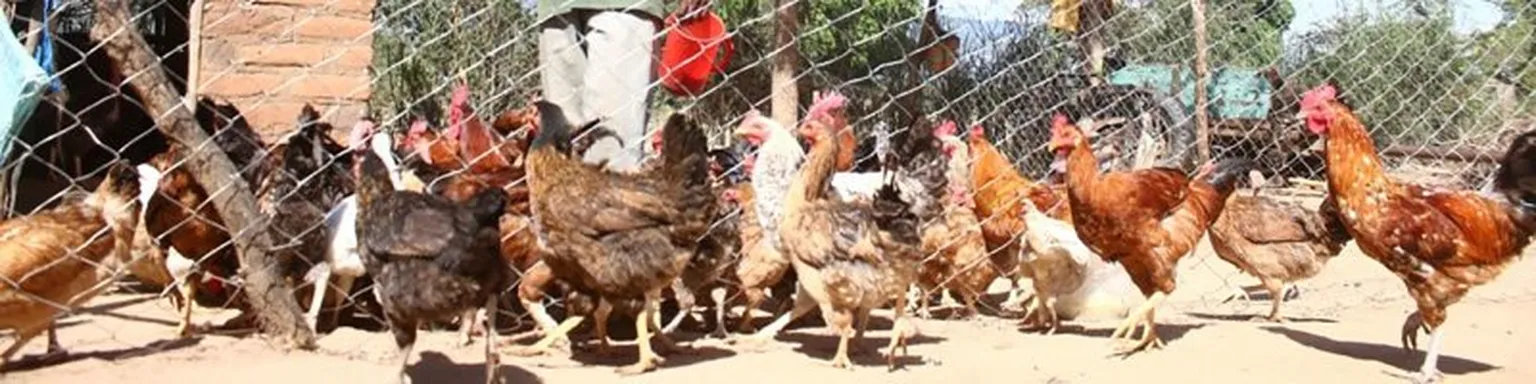 Chicken coop
