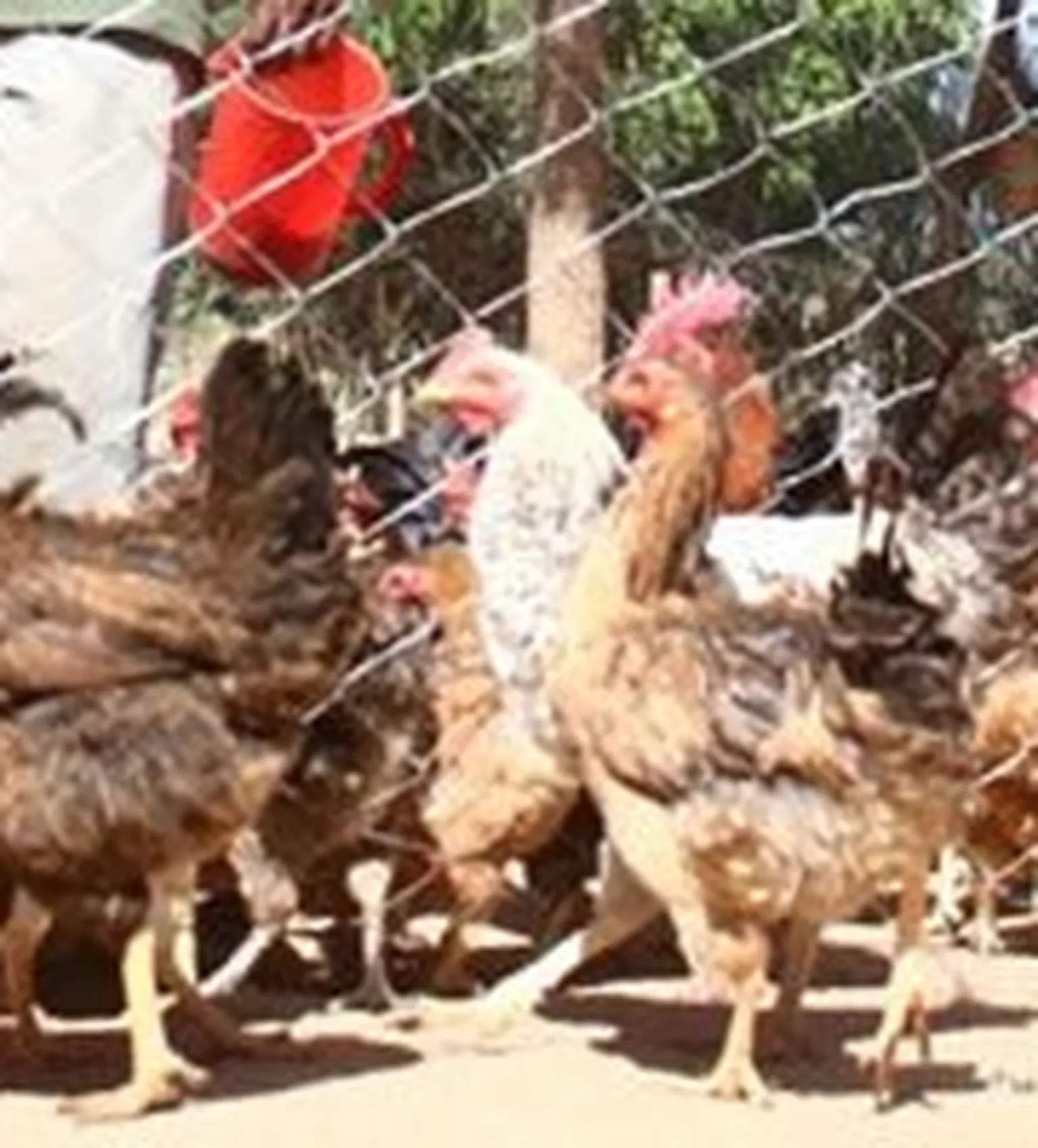 Chicken coop