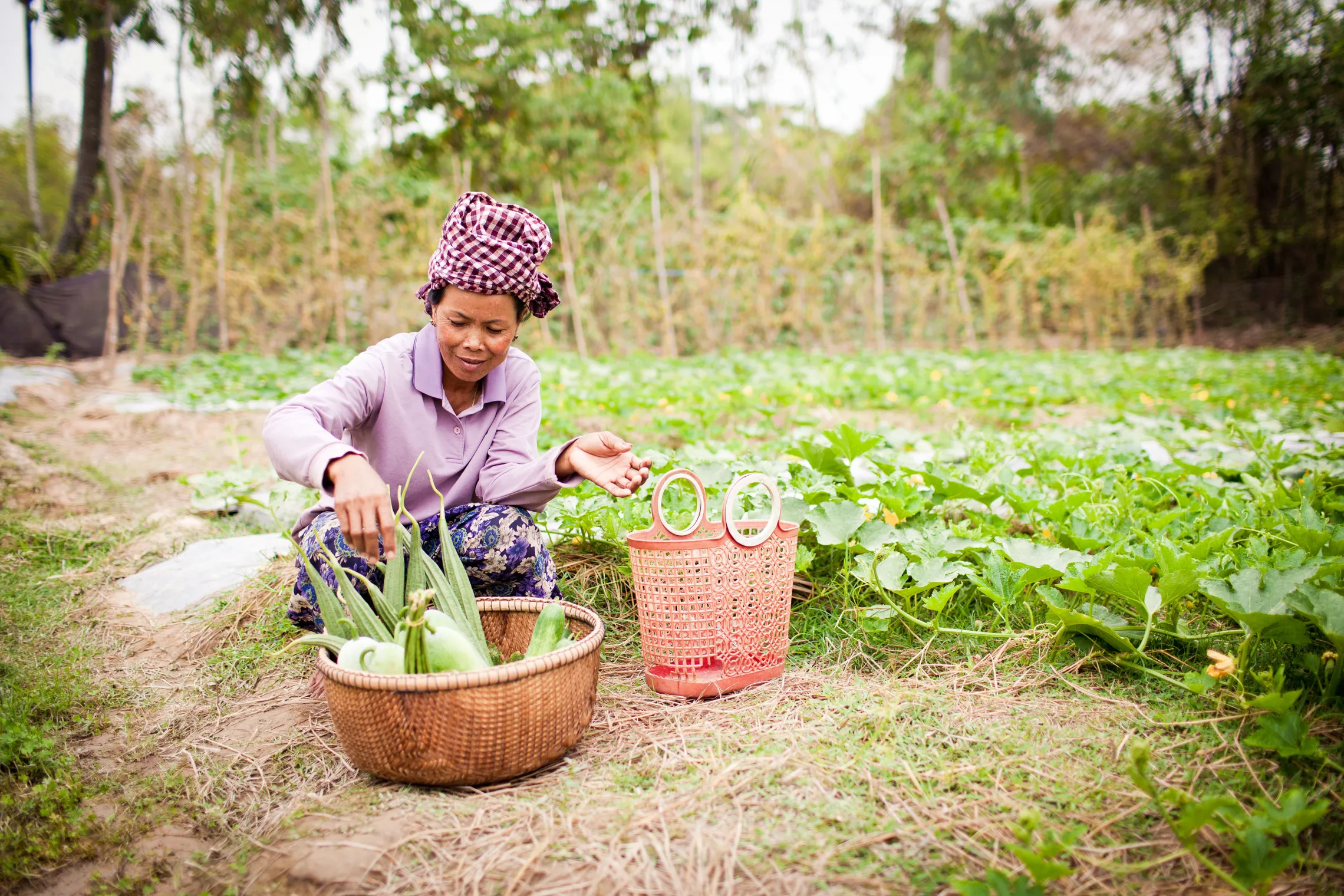 field work in cambodia. woman is sitting near a basket with crops