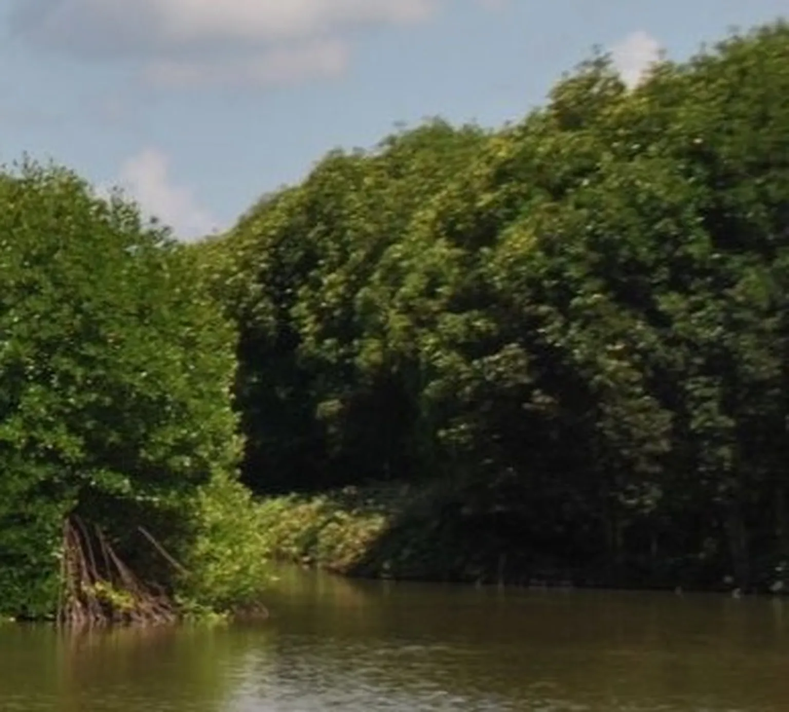 Trees and lake
