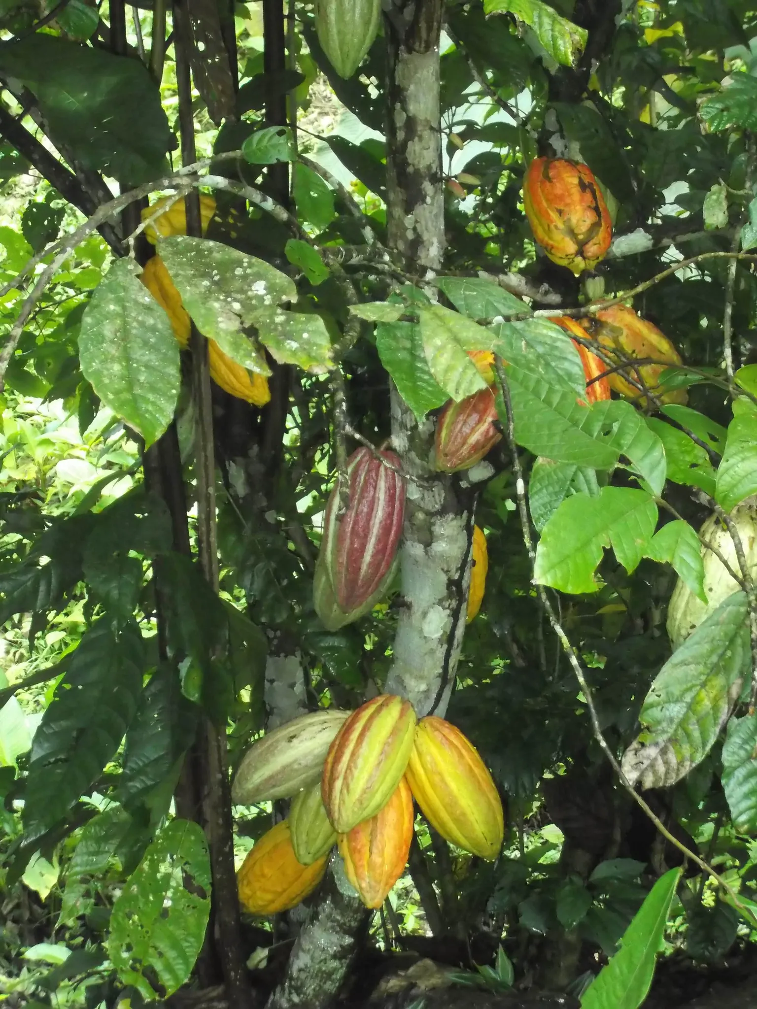 SOCOPROCAON: A Dynamic Cocoa Cooperative