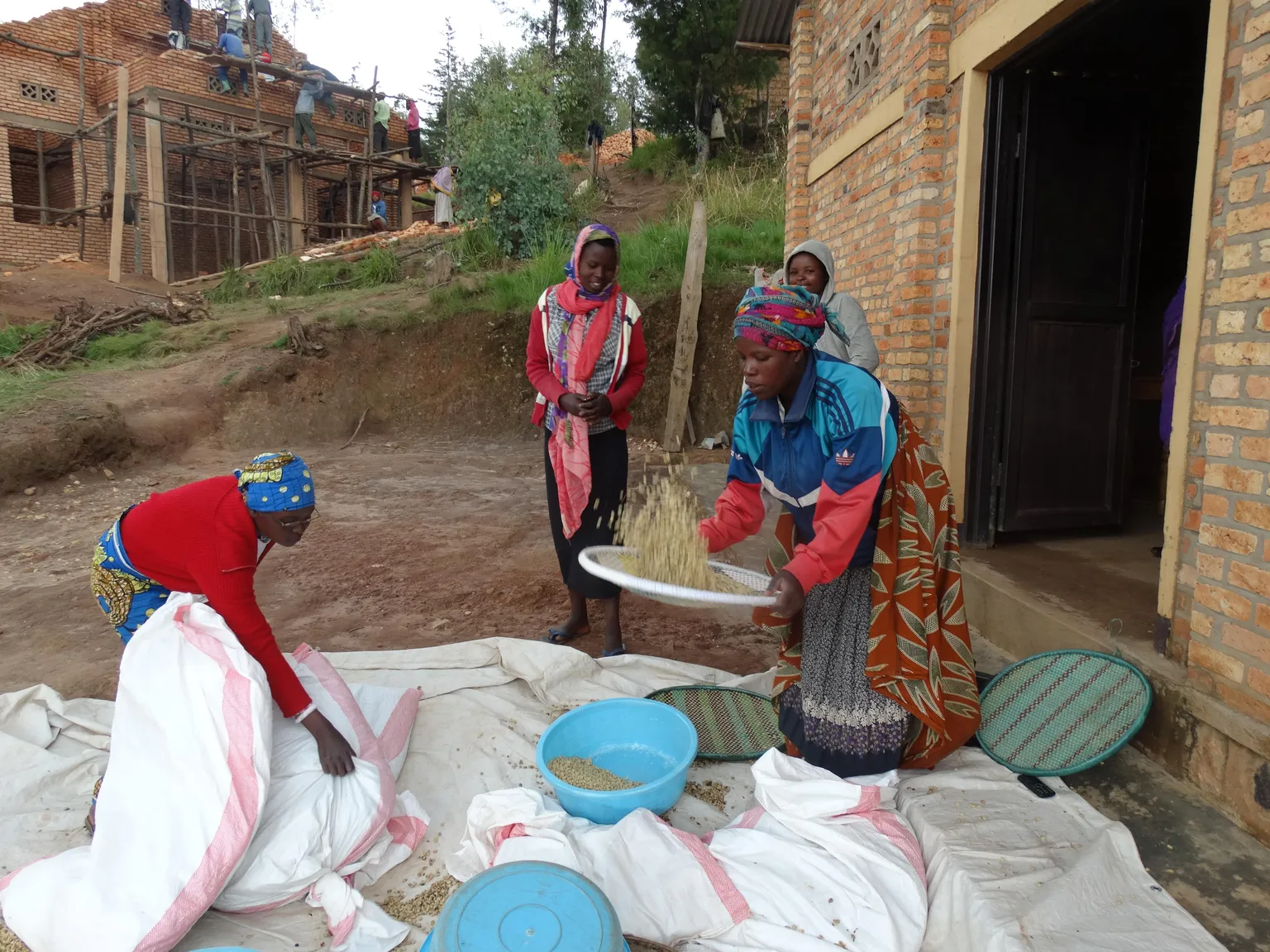 Farmers sort parchment before it goes to RWACOF for hulling into green coffee