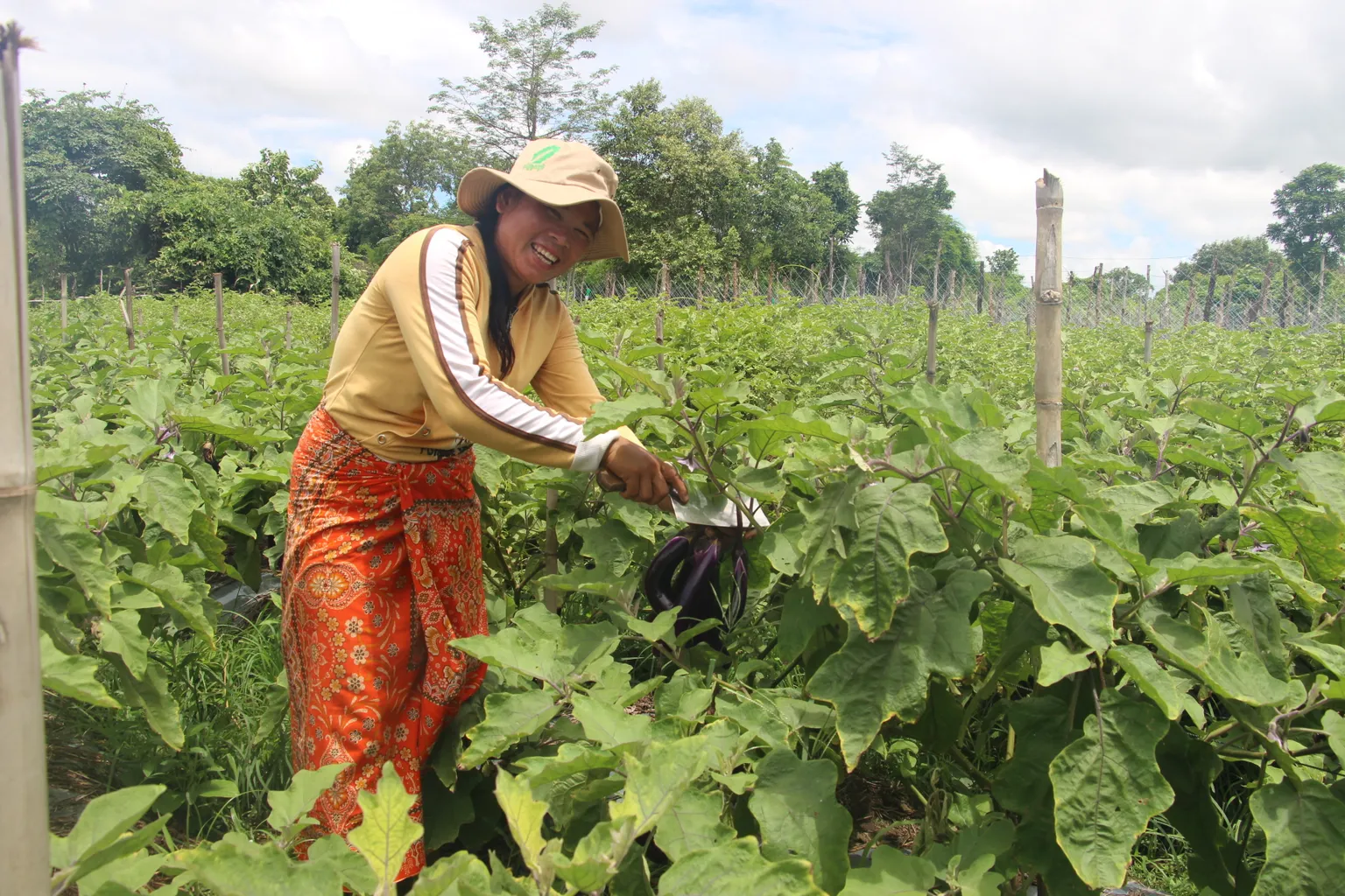 A woman stands in a field and cuts aubergines