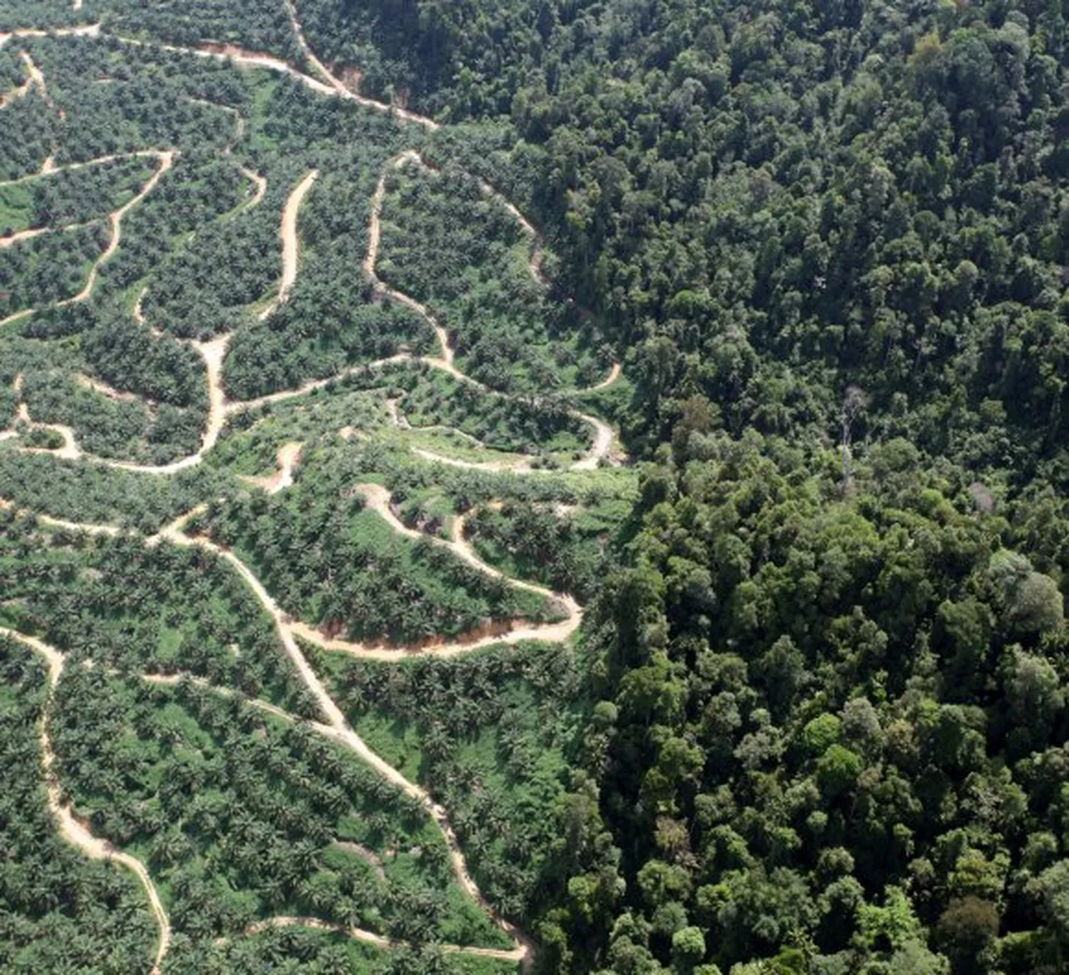 palm oil large