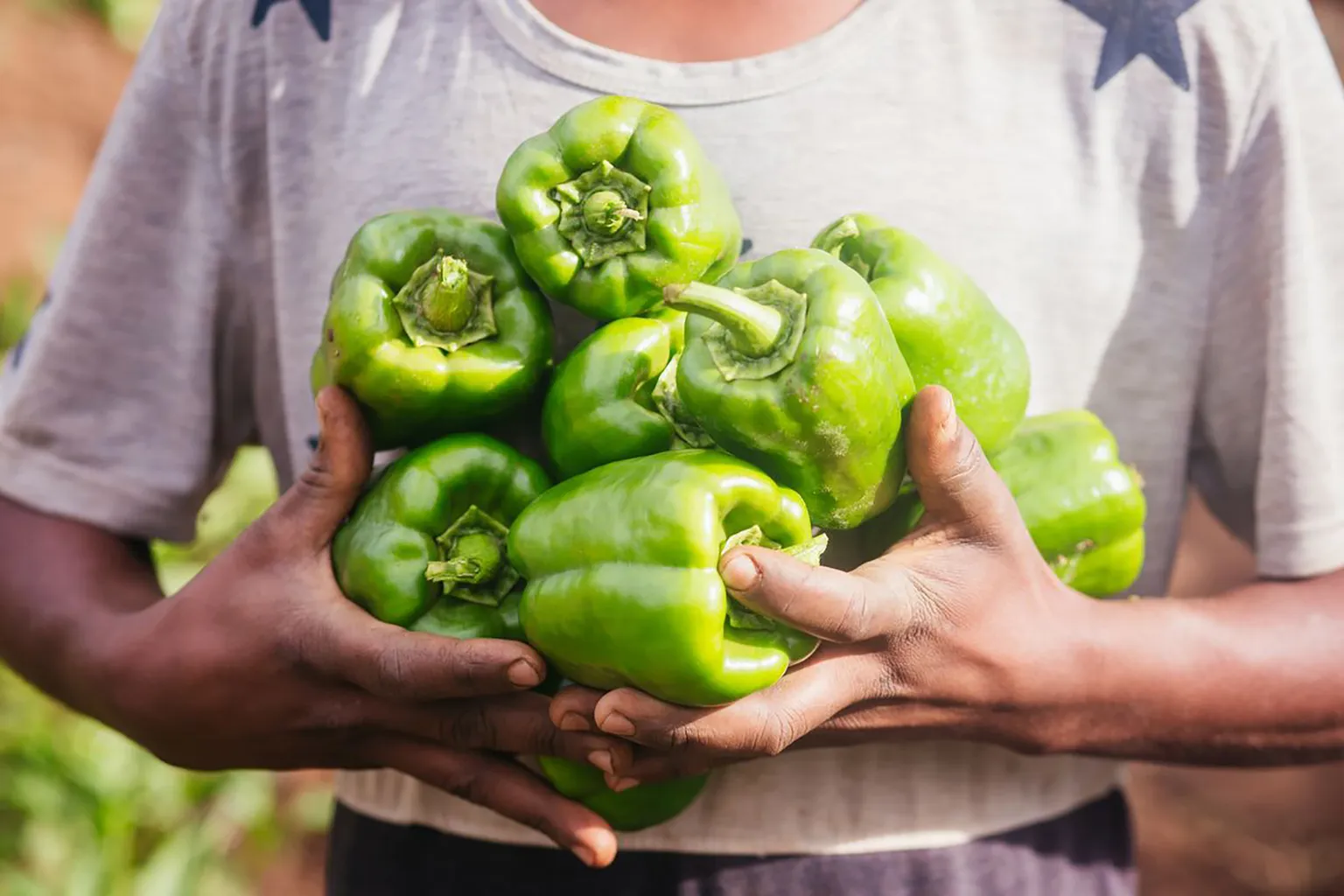 Rethinking Stunting – Placing importance on nutrition-sensitive agricultural programmes