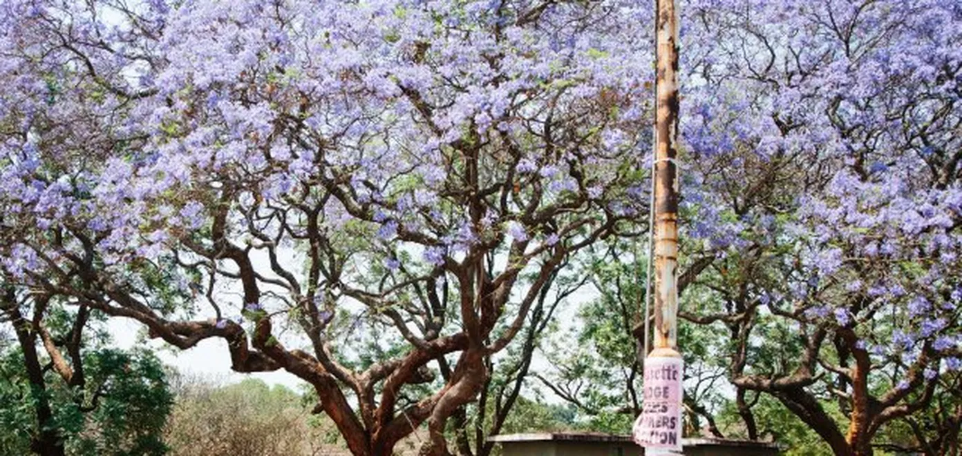 Blooming tree