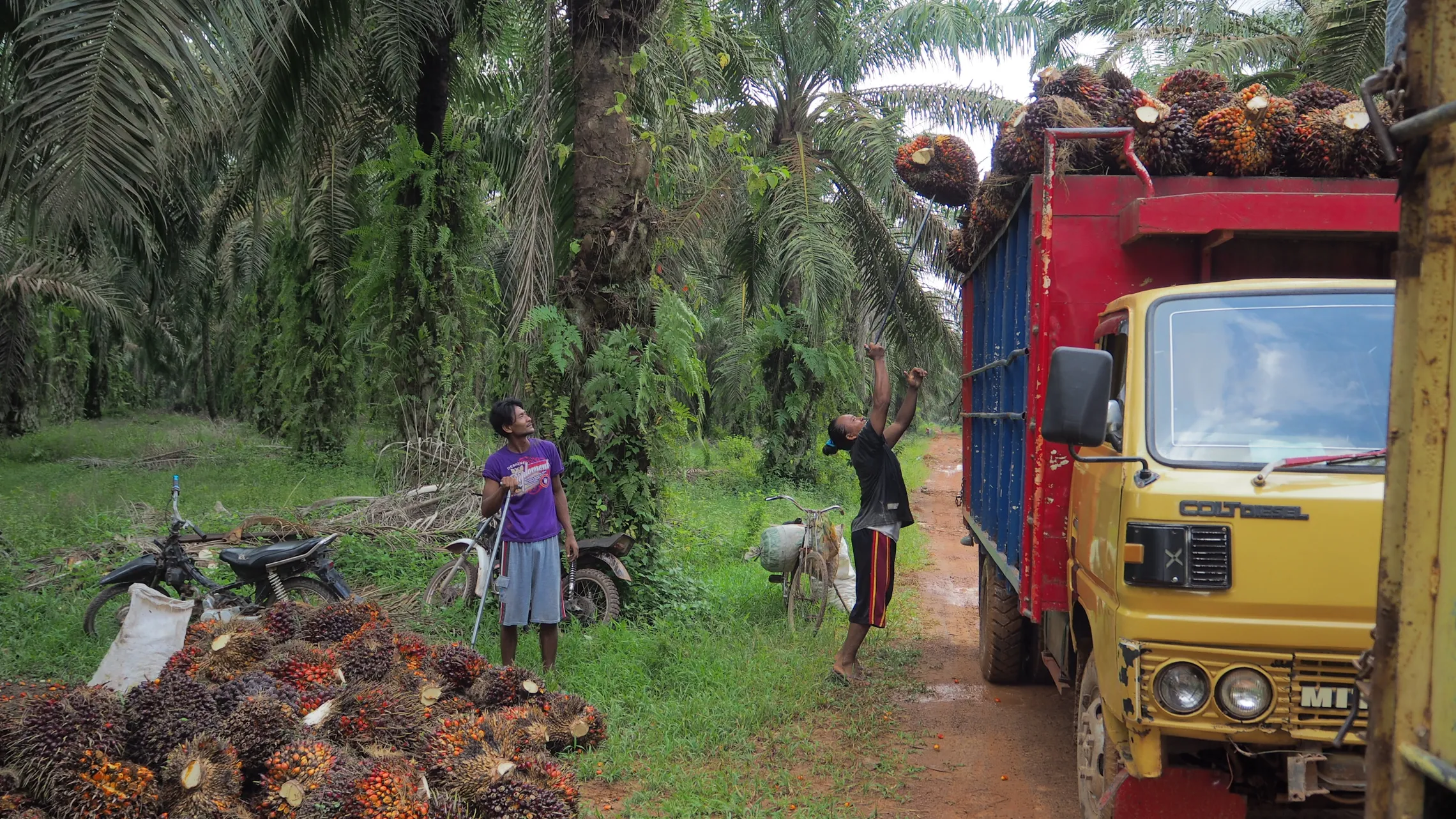 Palm oil fruits are loaded onto a truck for processing.