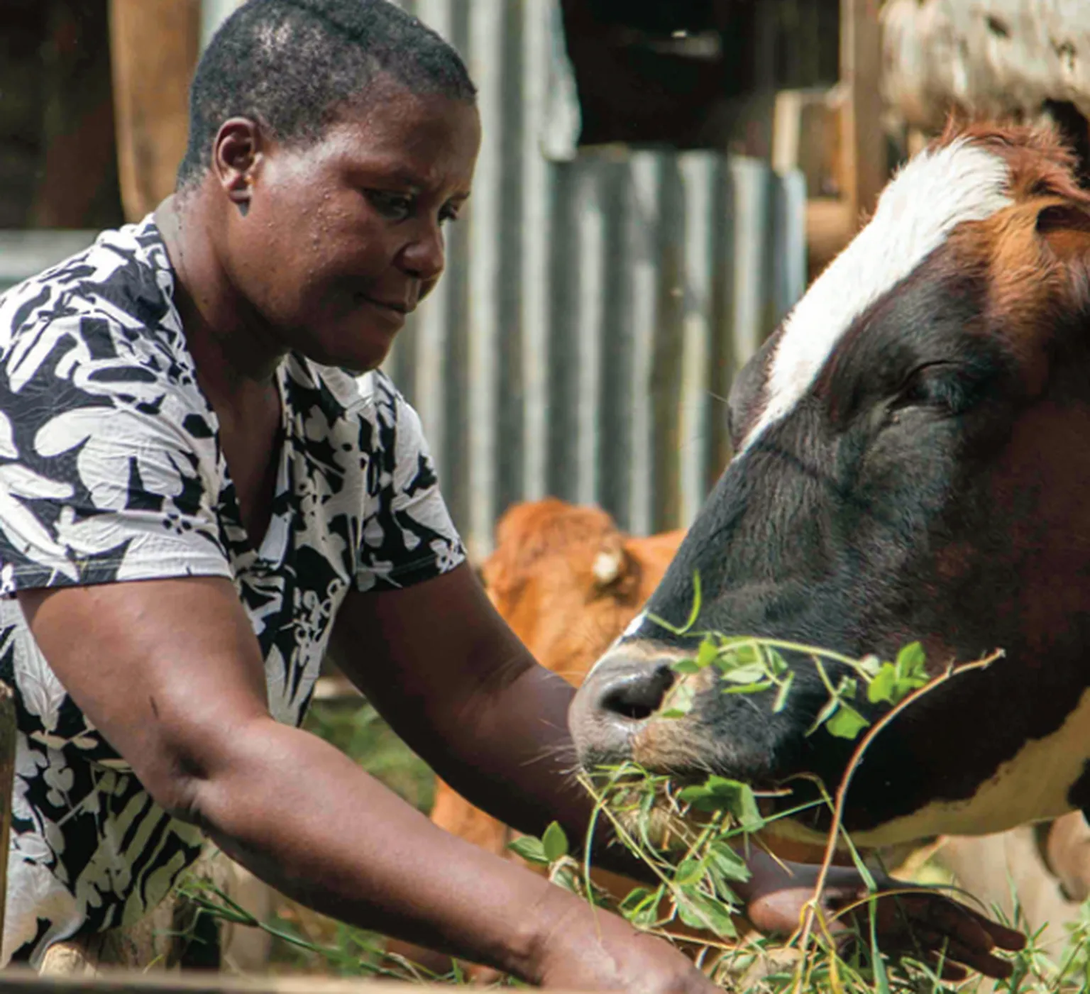 dairy woman tanzania