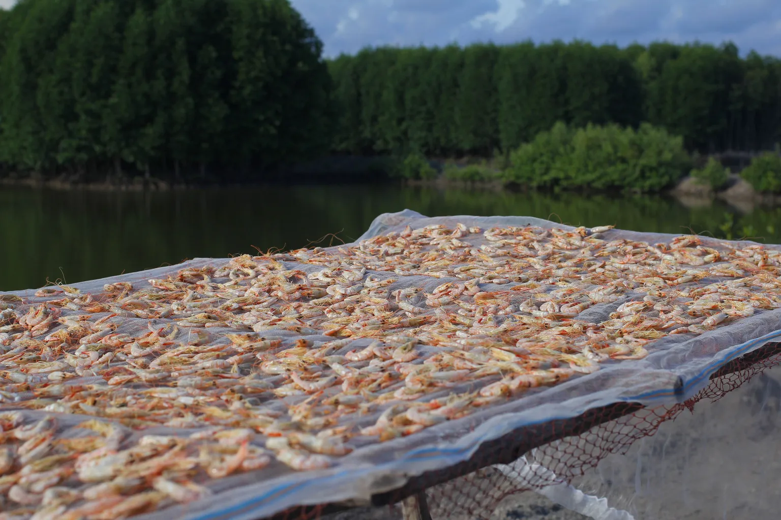 Mangroves and Markets project named in top 9 stories of innovation and impact
