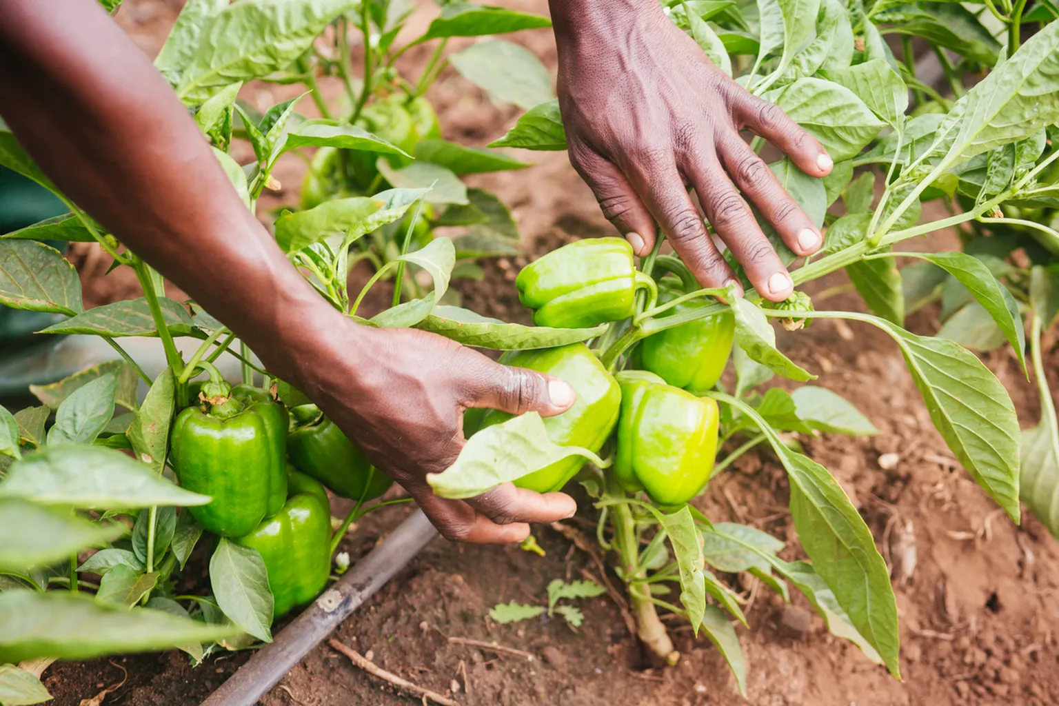 growing vegetables