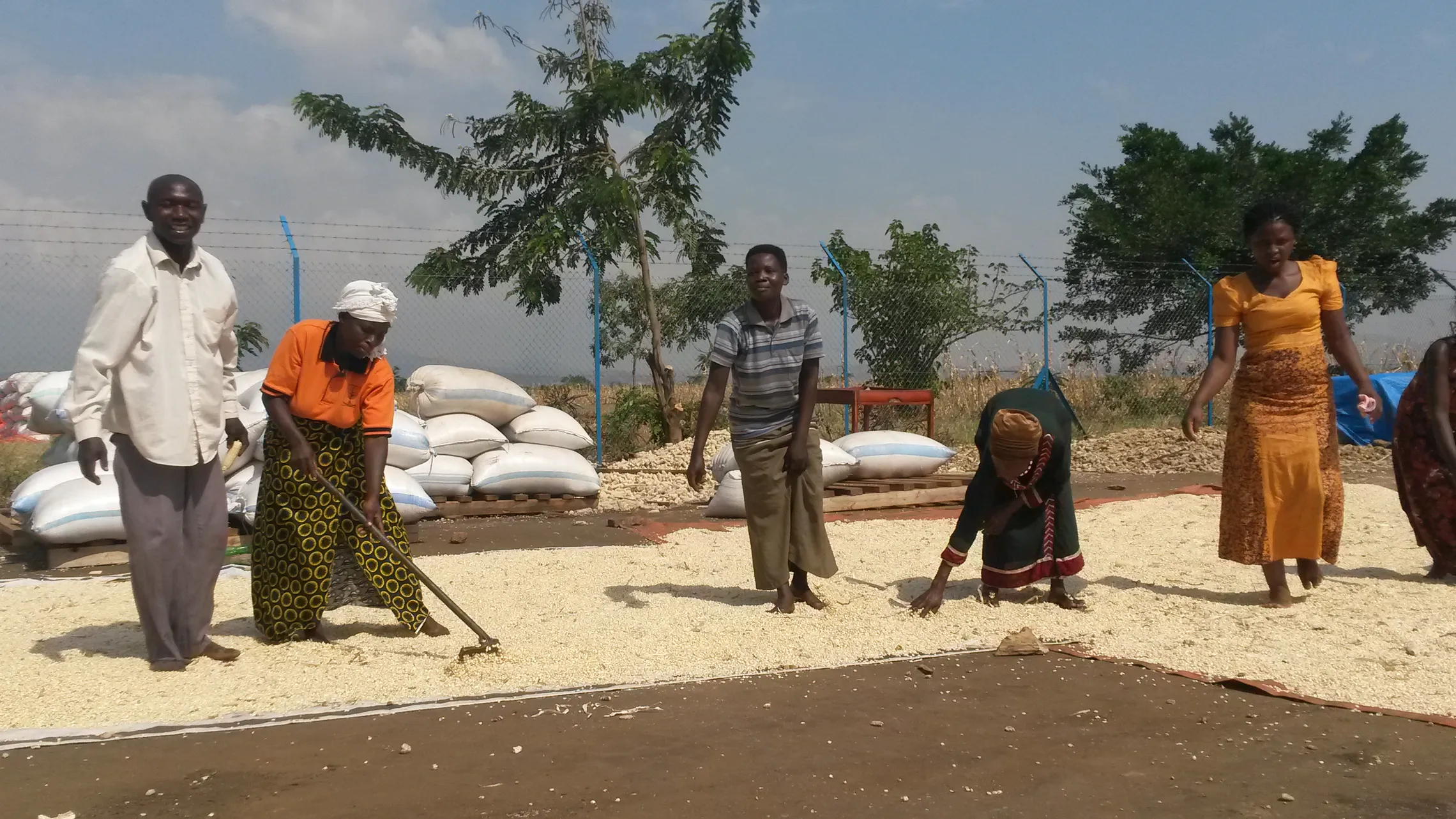 Members of Bigando Cooperative dry their grain outside the cooperative 