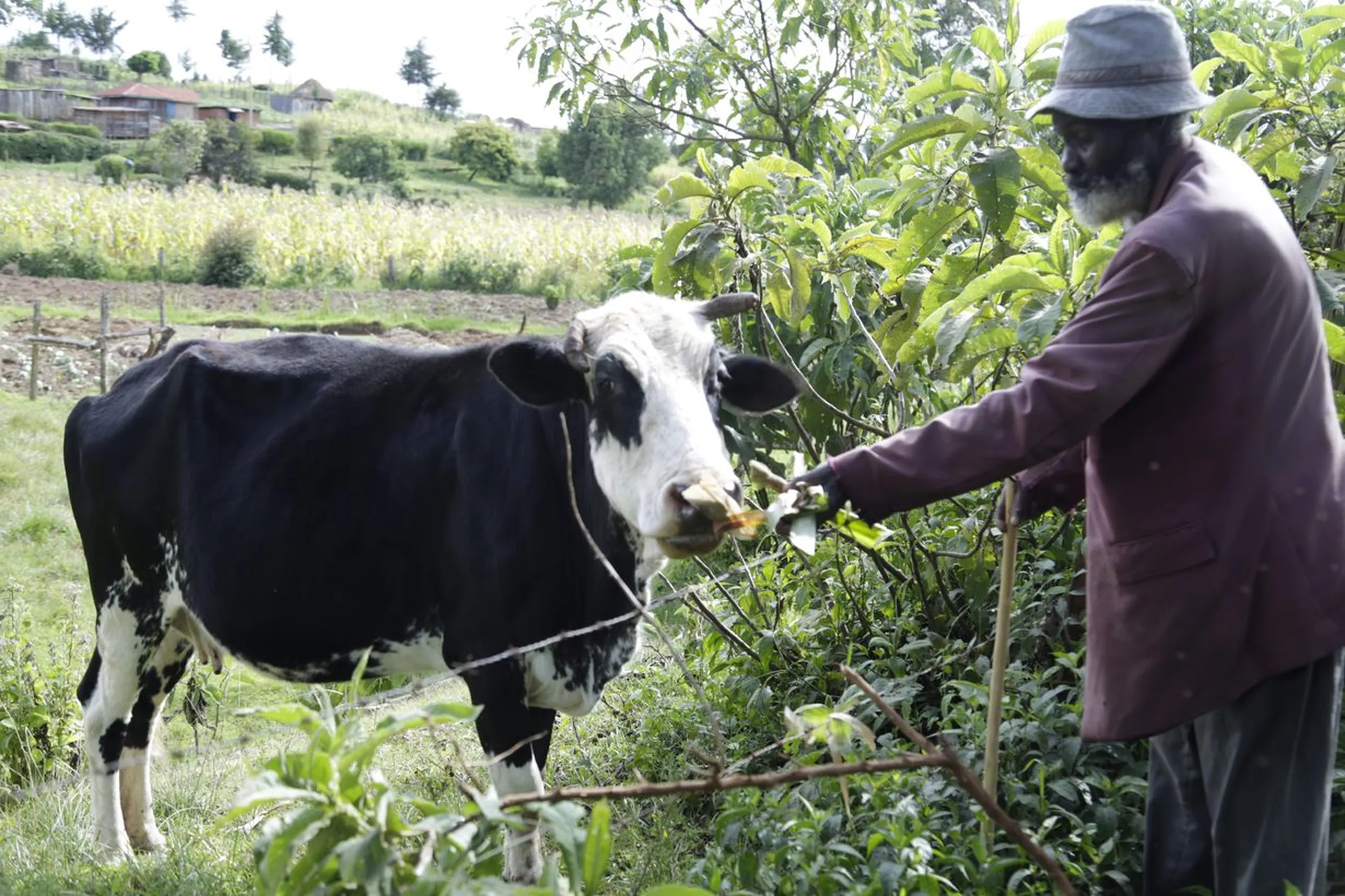 Man with cow