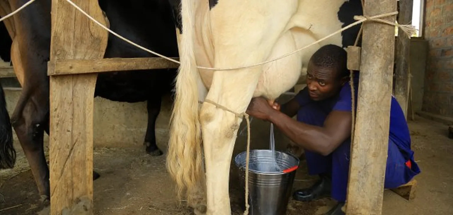 Uganda poised to become the largest dairy exporter in Africa. 