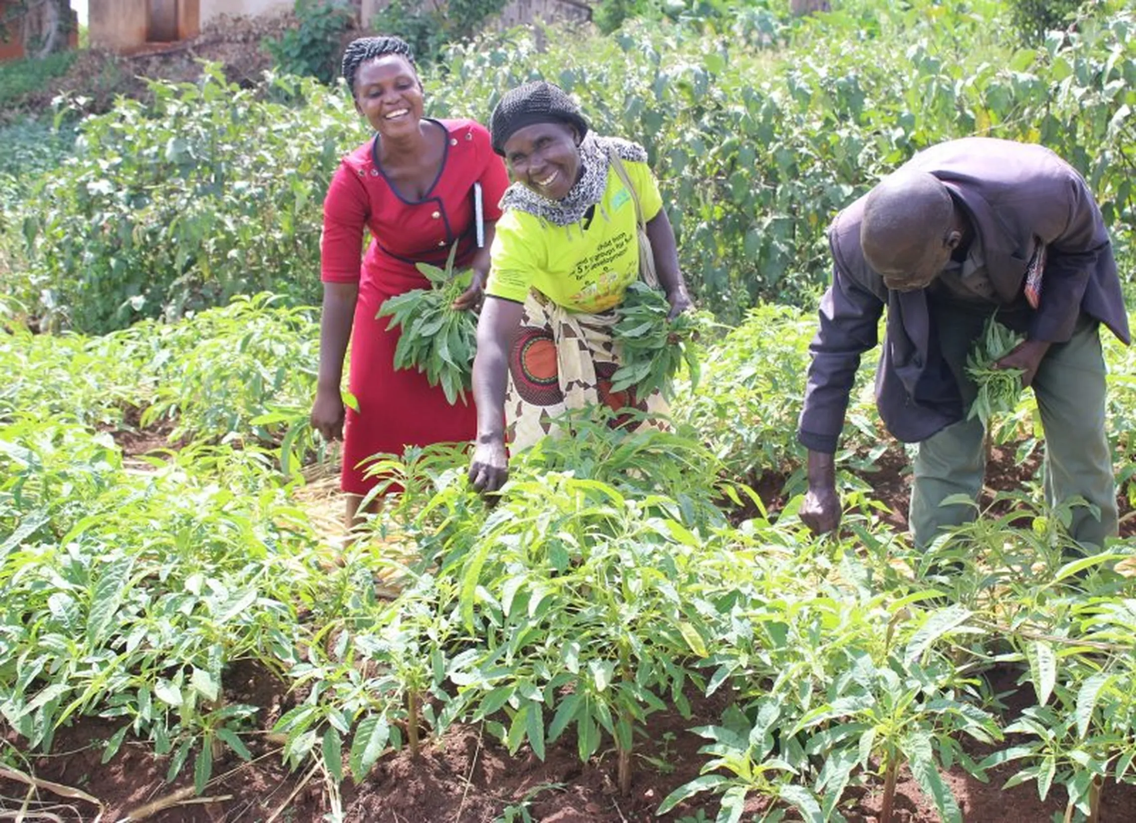 A healthy garden of the Nakati vegetable promoted by the SN4A project 