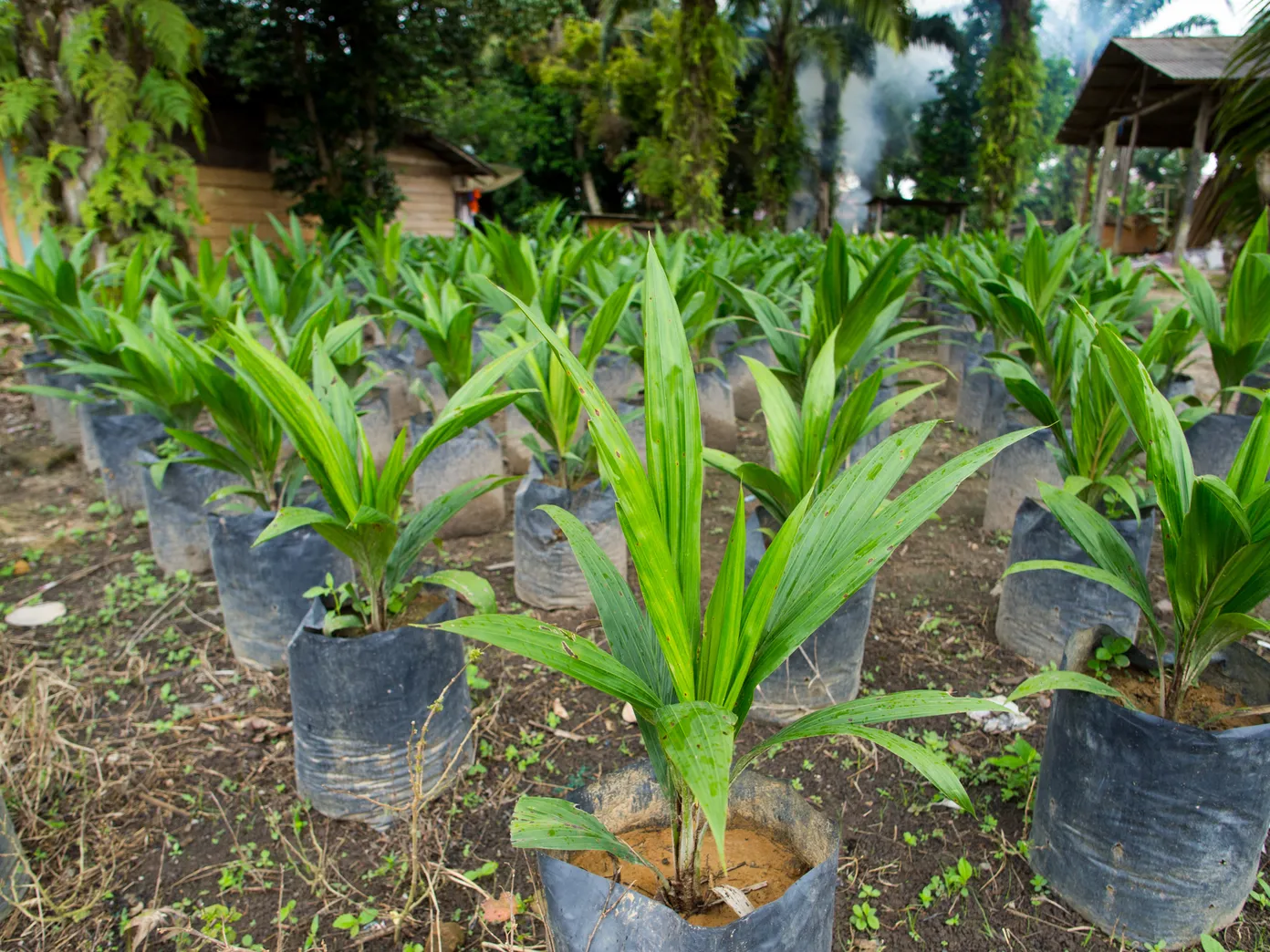 An online knowledge portal has been created to support oil palm smallholders in transitioning to sustainable production systems. 