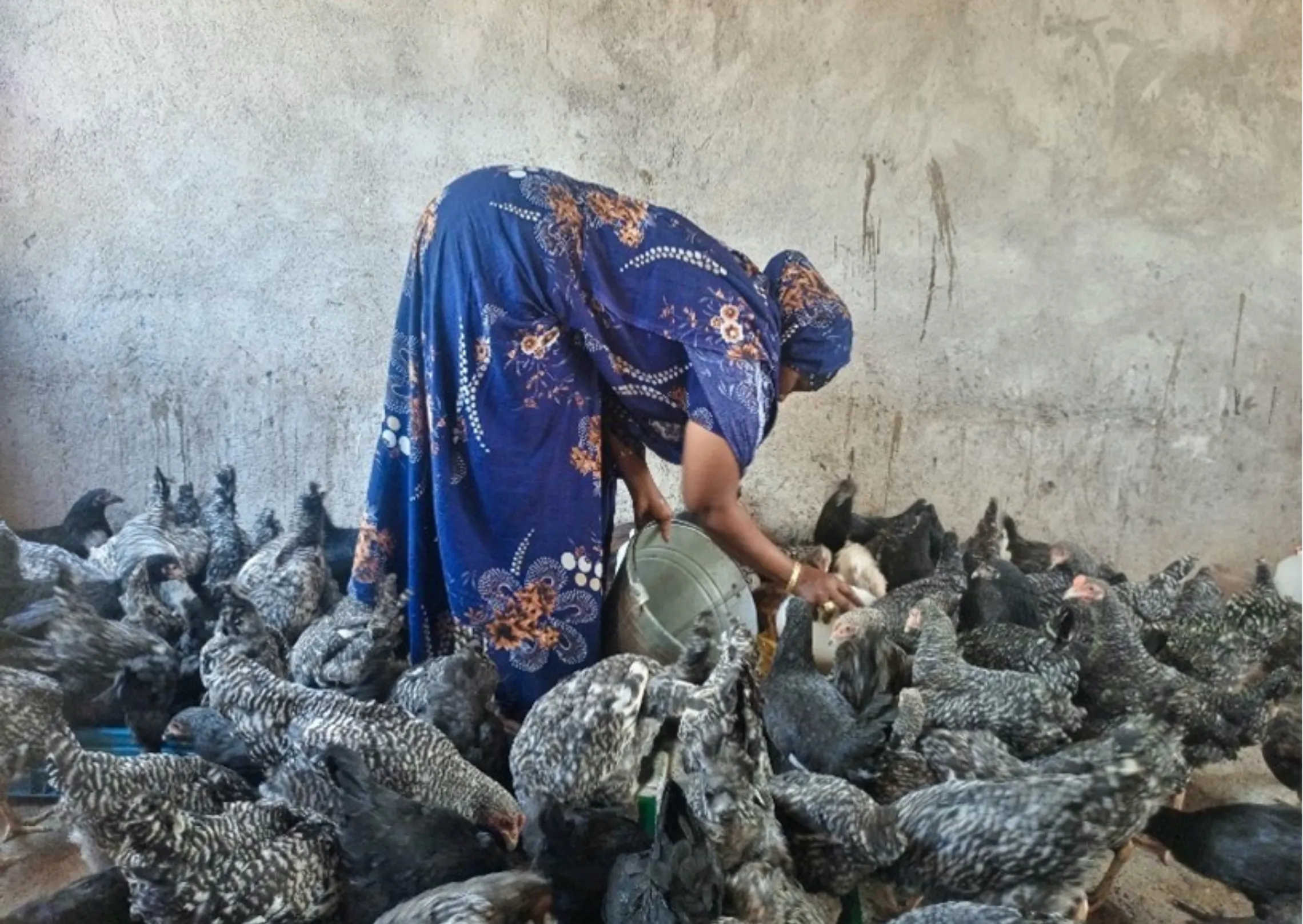 A women working with chickens