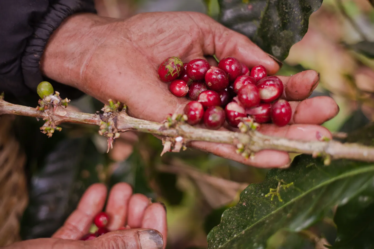 New Video - Growing Green for ECOM: Sustainability profits Nicaragua's coffee farmers    