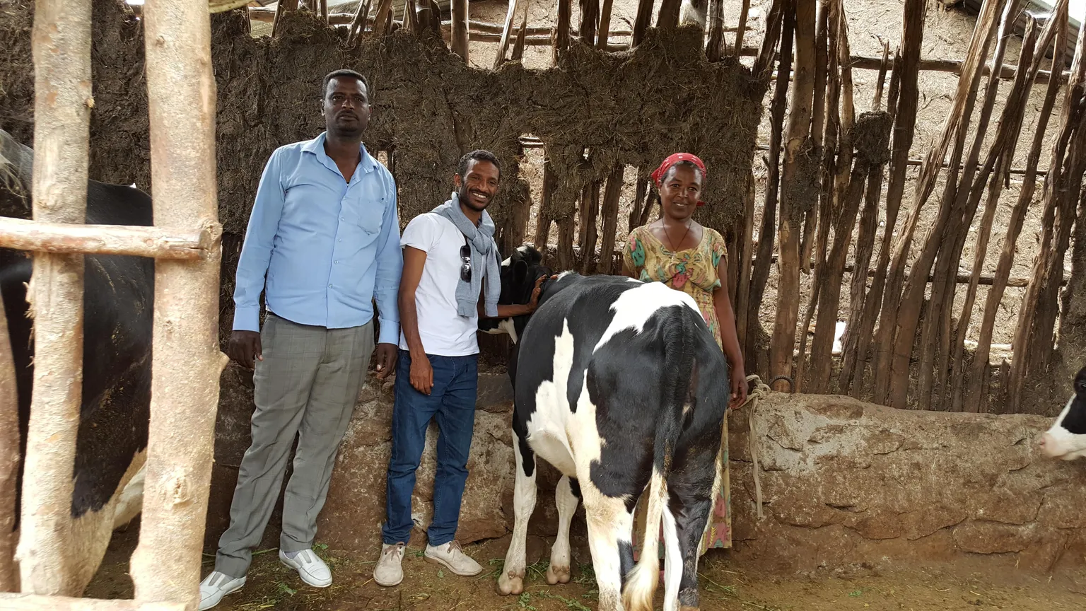 Enhancing the dairy value chain of Ethiopia 