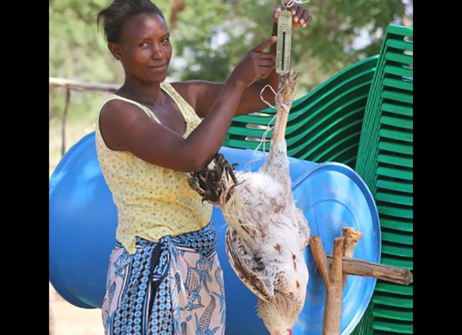 Anastasia Mumo weighing the chicken before a sale to determine pricing