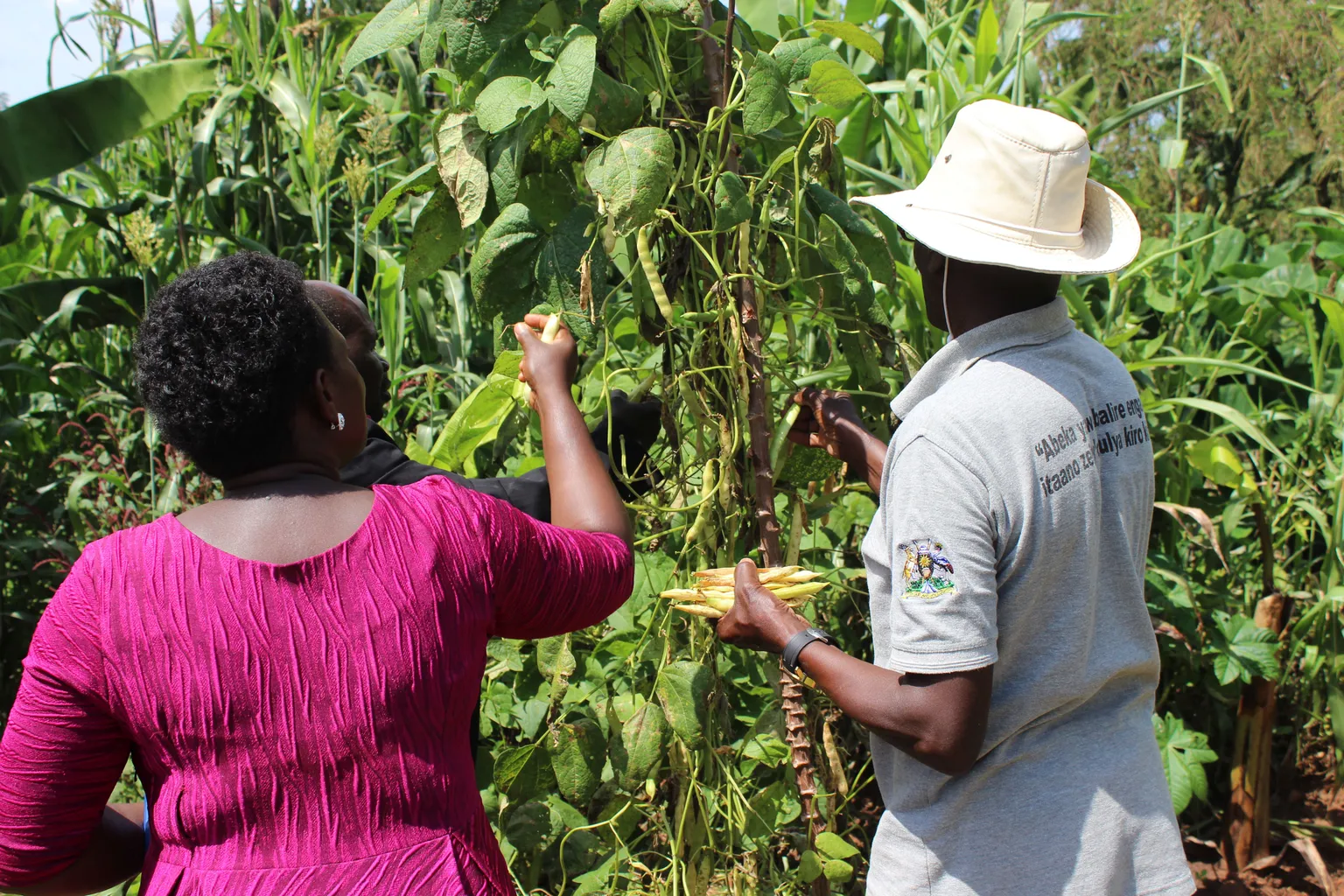 Community seed banks, an alternative solution to accessing quality seeds