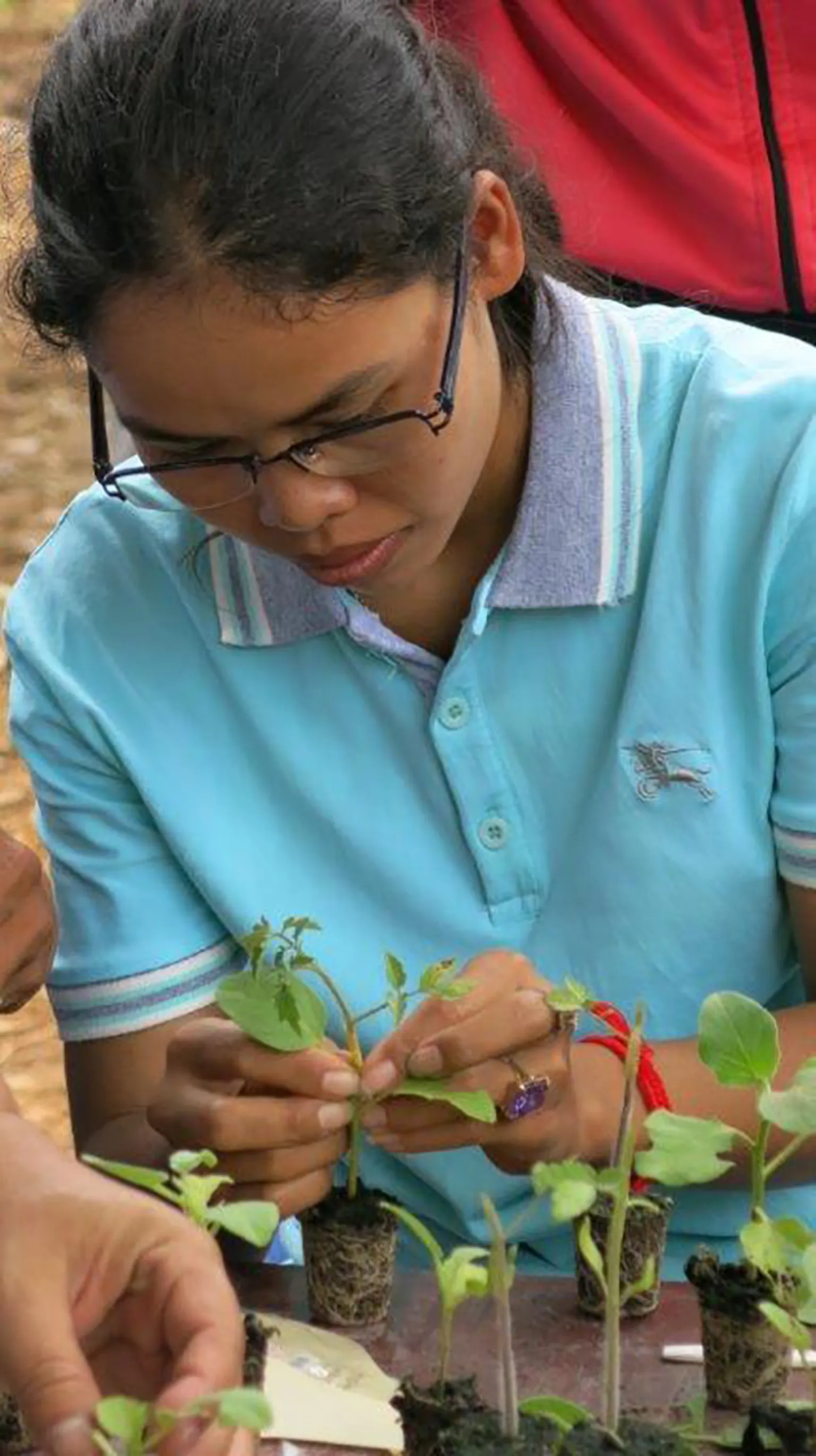 Training farmers on grafting eggplant rootstock with tomato scion