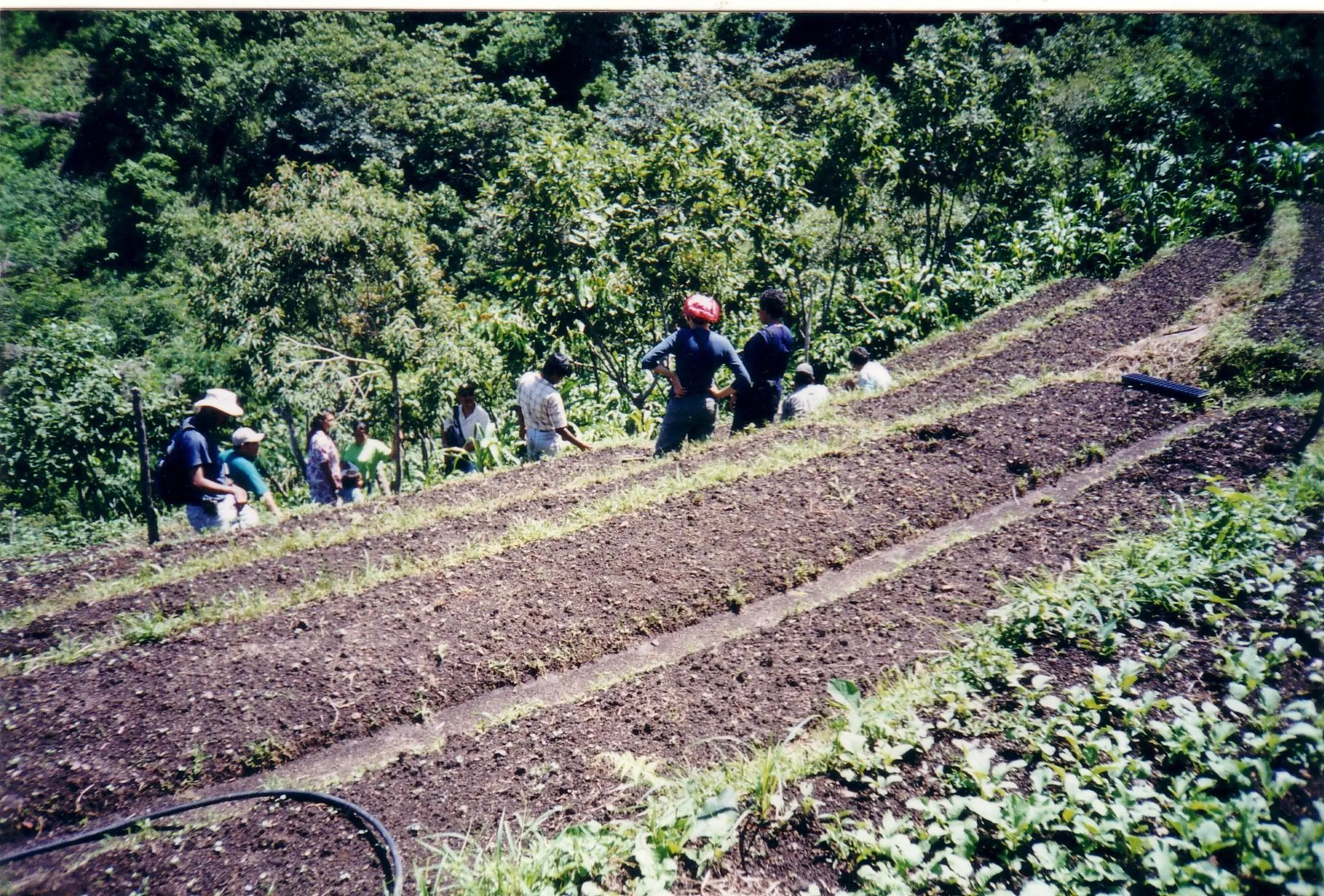 Improved irrigation forms an important part of sustainable production 