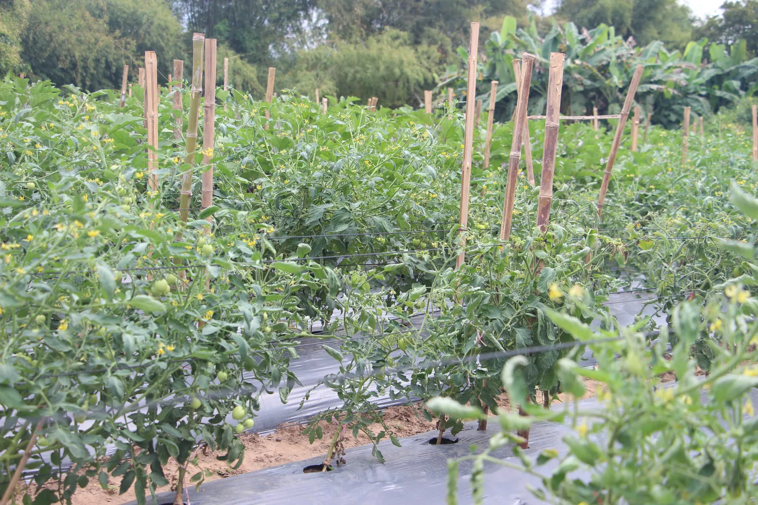 Resilient tomatoes – Grafting techniques offer new opportunities for Cambodian farmers